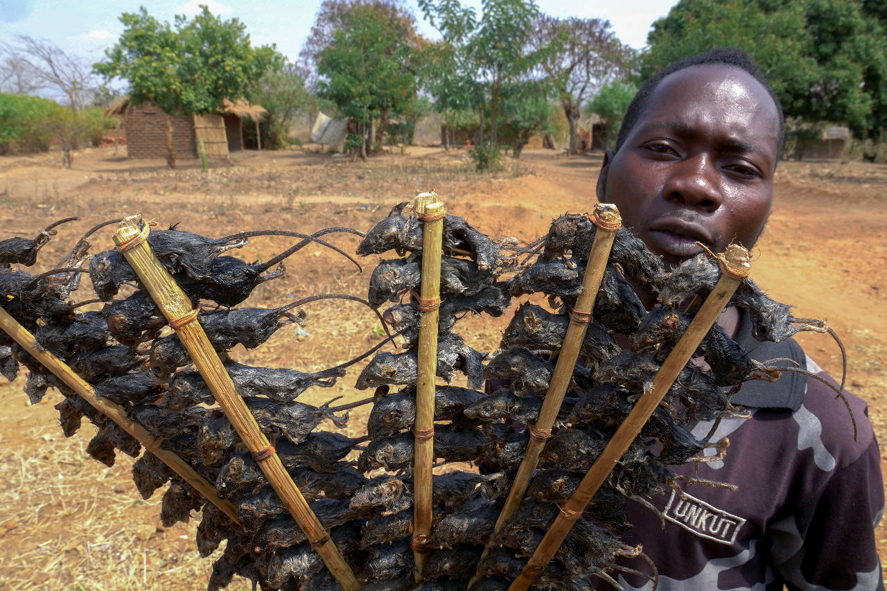 Malawi, soldier, fried rats, HD Desktop Wallpaper