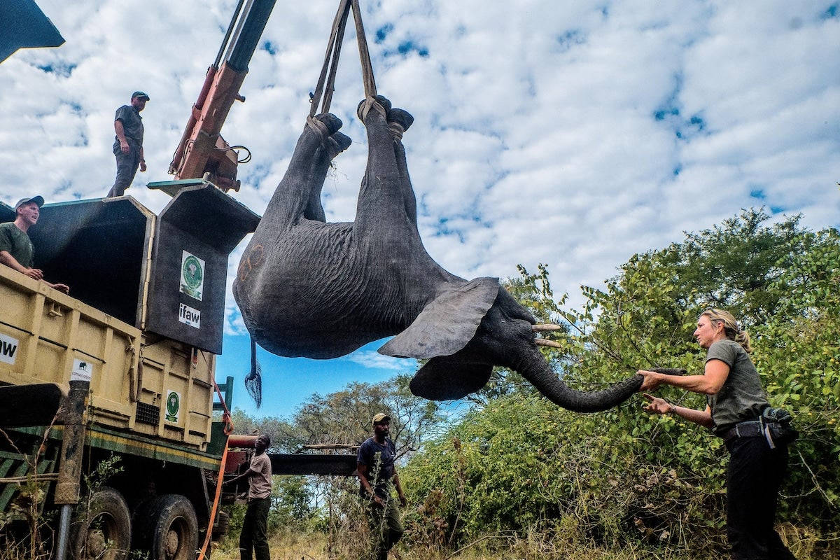Malawi, elephant, crane, SD Desktop Wallpaper