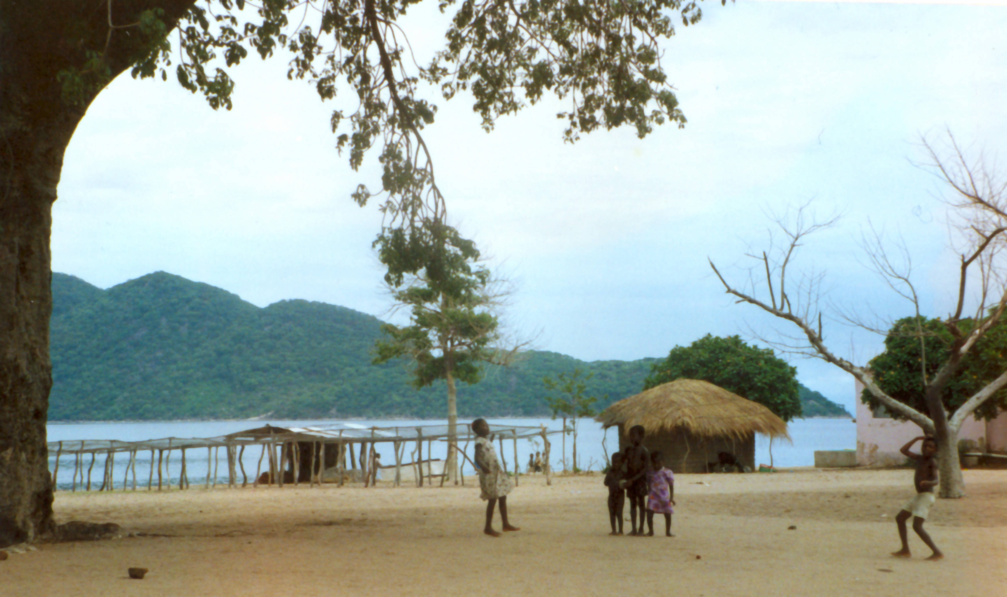 Malawi, thatched hut, large tree, 2K Desktop Wallpaper