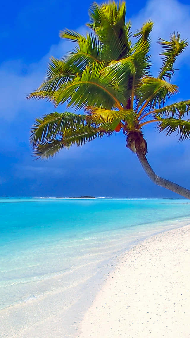 palm trees, Maldives, tropical beach, SD Phone Wallpaper