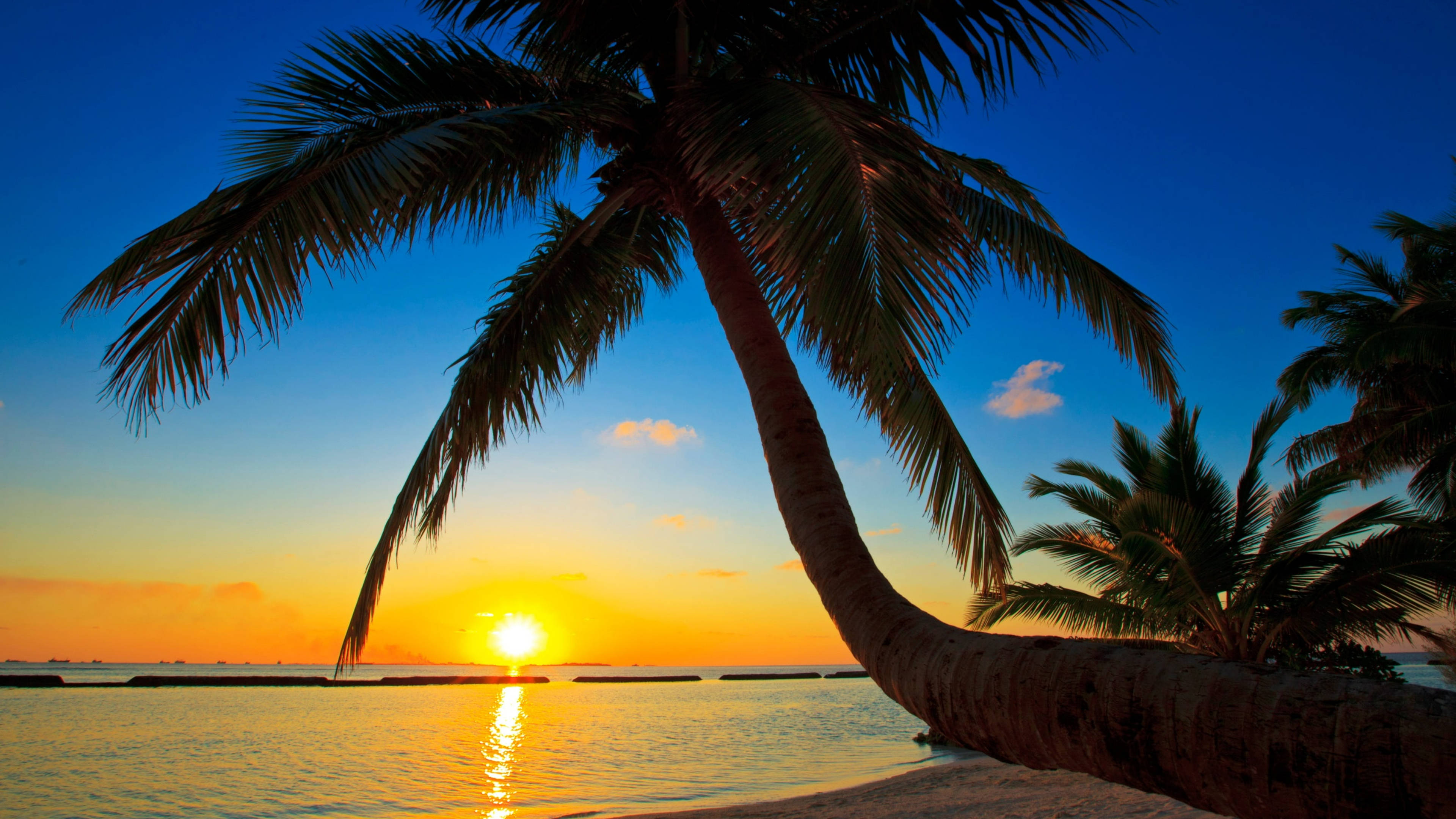 Maldives, golden sunset, palm tree, 4K Desktop Wallpaper