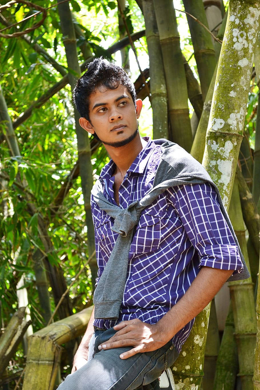 purple checkered shirt, bamboo stalks, sunlit jungle setting, HD Phone Wallpaper
