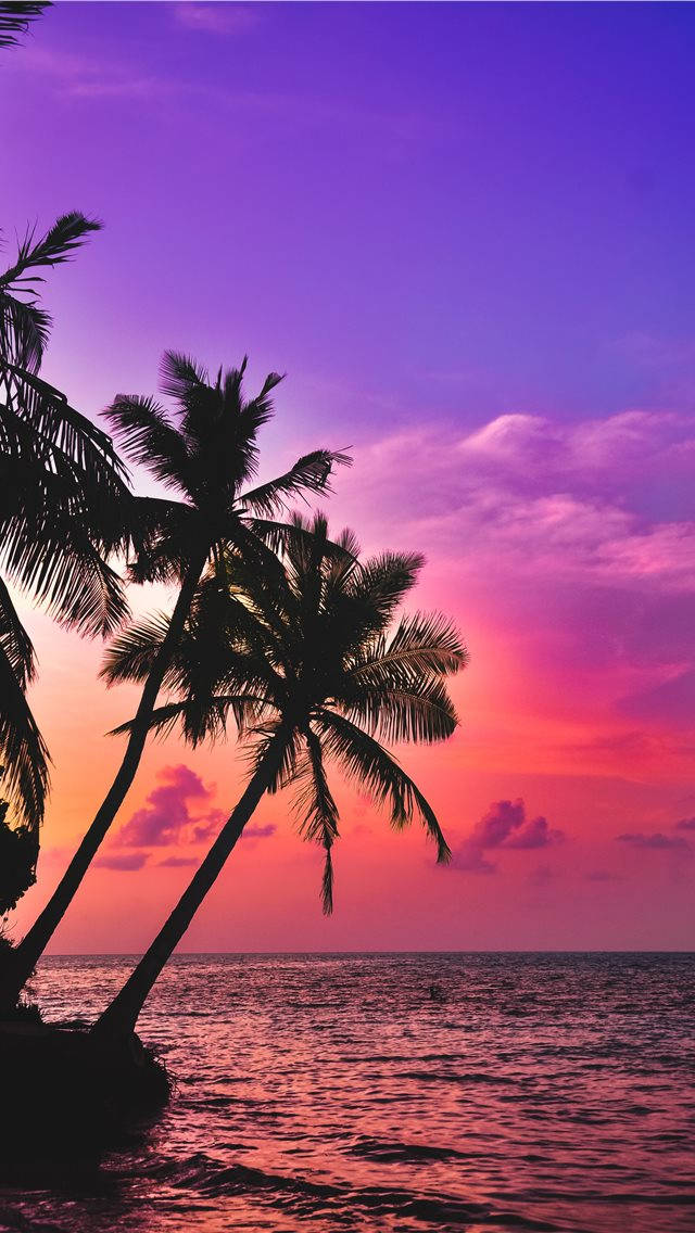 Malibu iPhone, palm trees, vibrant purple and pink sunset, SD Phone Wallpaper