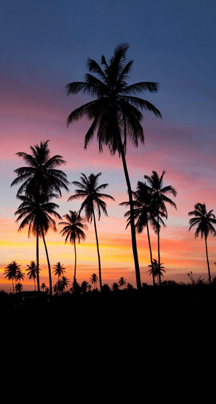 Malibu, palm trees, sunset, HD Phone Wallpaper
