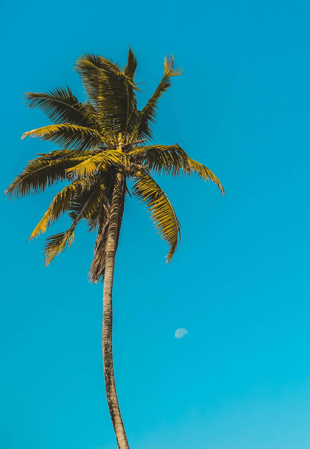 tall palm tree, Malibu iPhone, vibrant blue sky, HD Phone Wallpaper