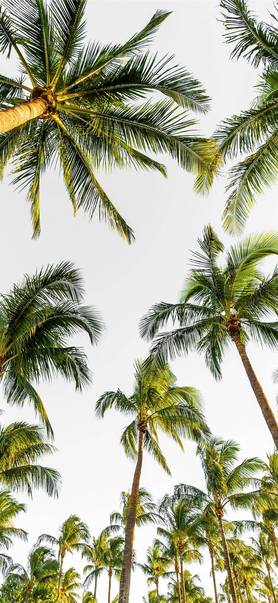 coconut trees, Malibu, palm trees, Full HD Phone Wallpaper