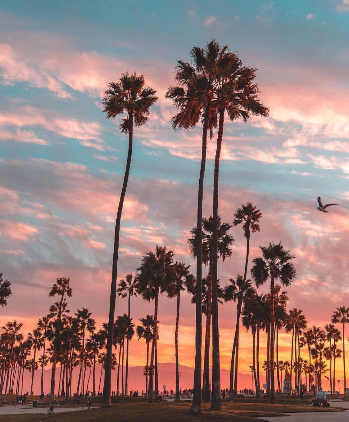 Tropical Palm Trees, Malibu iPhone, vibrant pink orange sunset sky, HD Phone Wallpaper