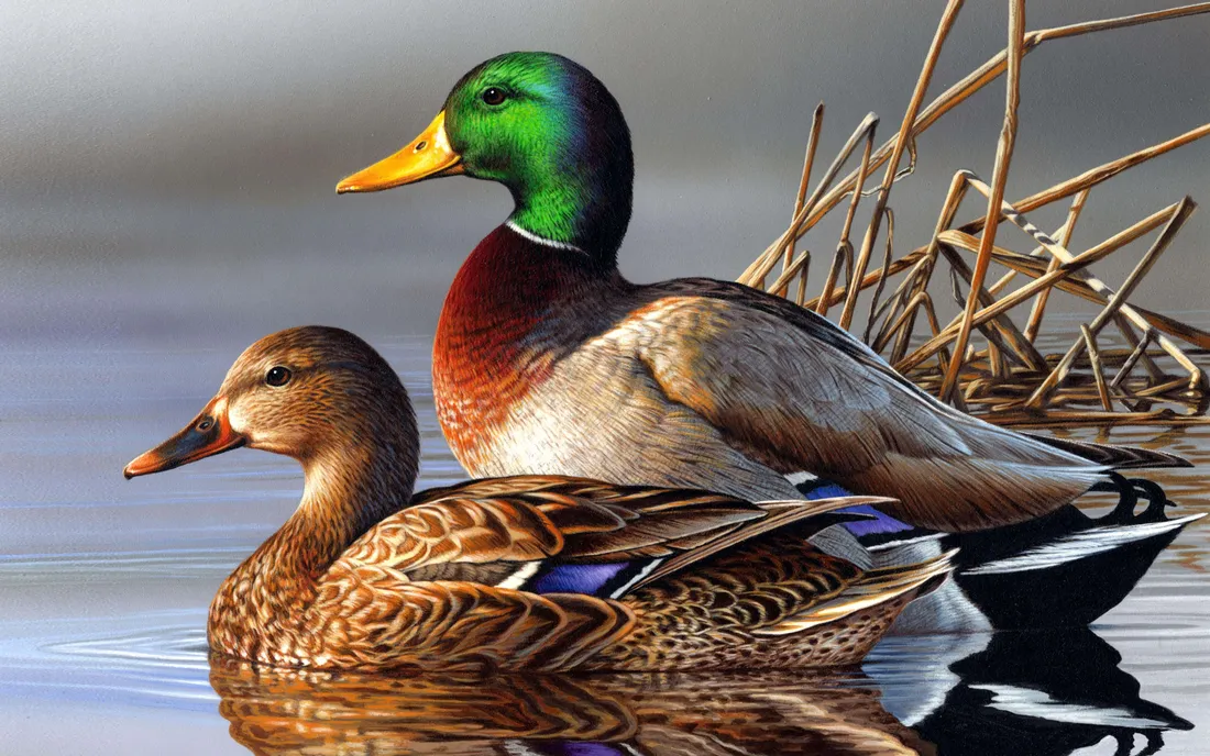 Mallard Wallpapers