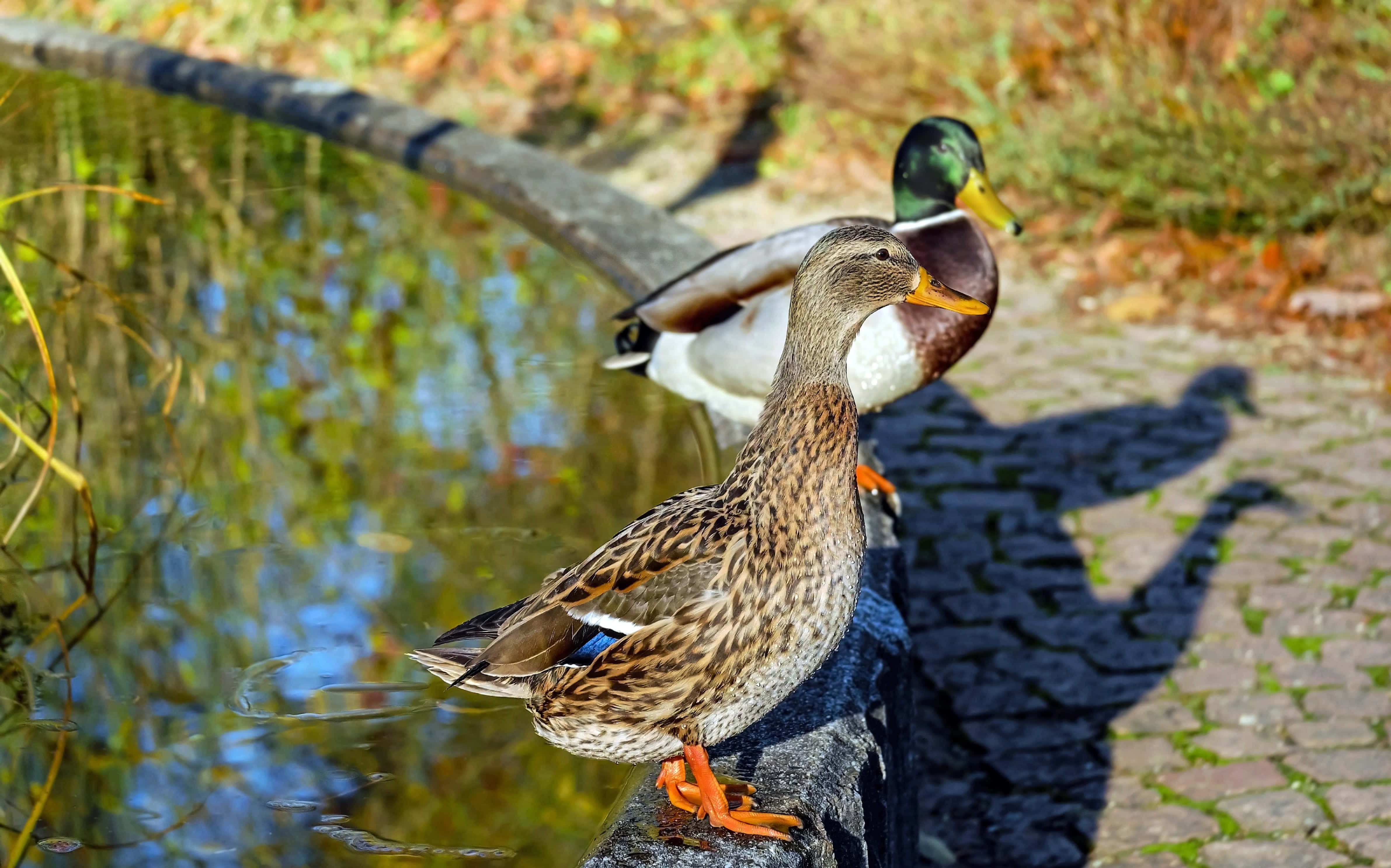 Mallard, pondside, stone ledge, 4K Desktop Wallpaper