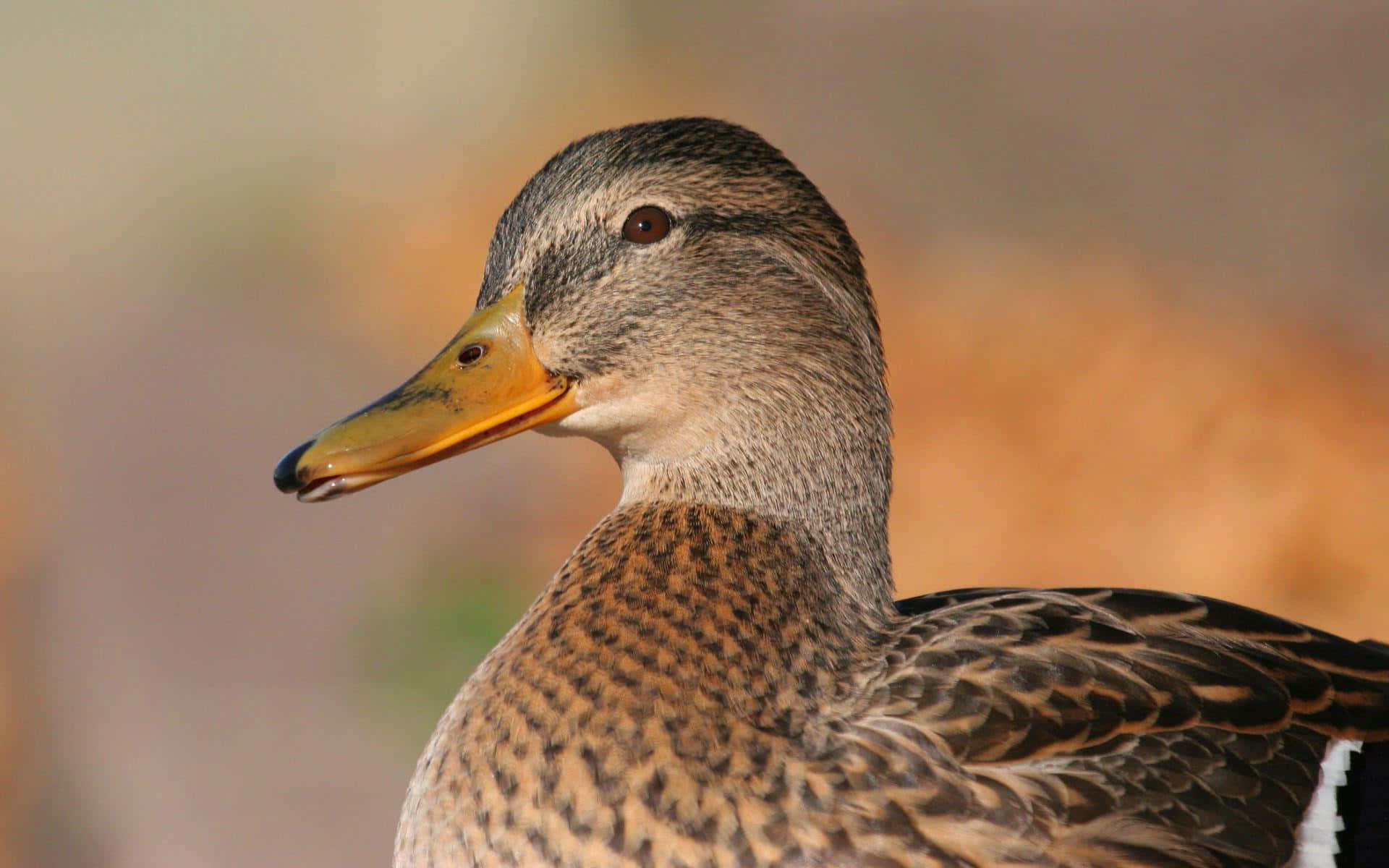 female mallard duck, brown speckled feathers, yellow beak, Full HD Desktop Wallpaper