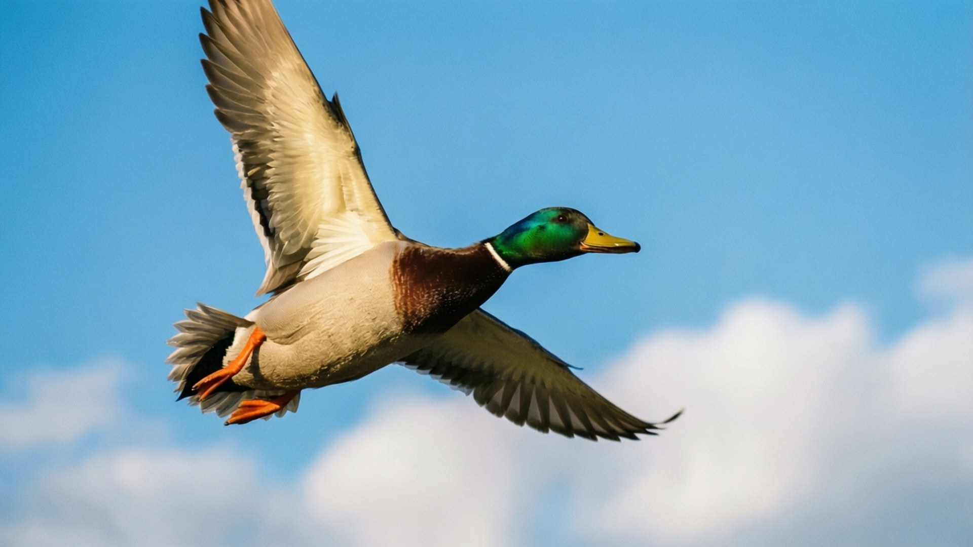 mallard, in flight, soaring, Full HD Desktop Wallpaper