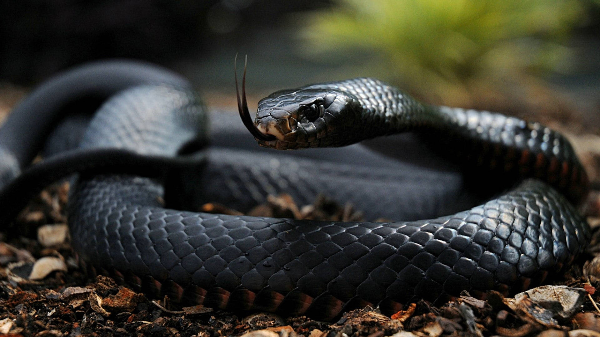lustrous black mamba snake, forest floor, dim light, Full HD Desktop Wallpaper