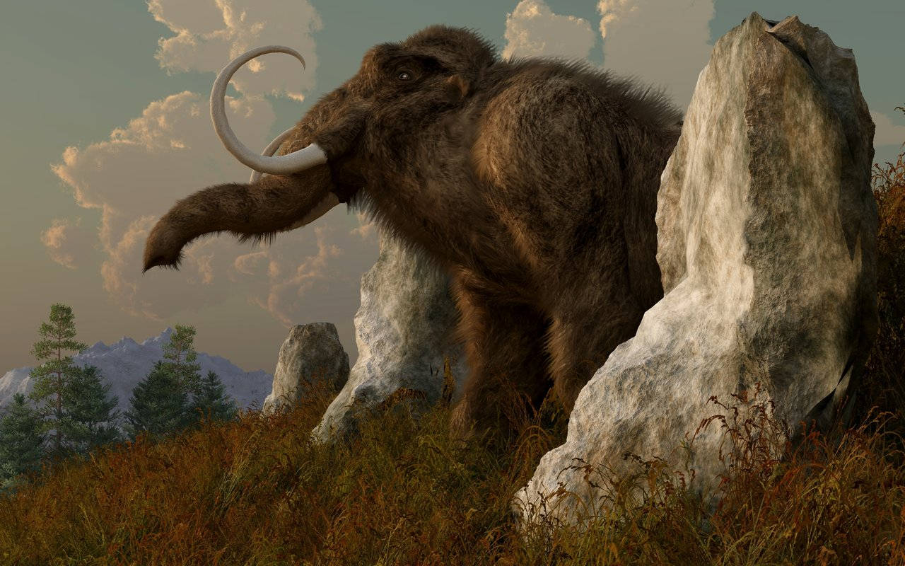 Mammoth, rocks, grassy field, HD Desktop Wallpaper
