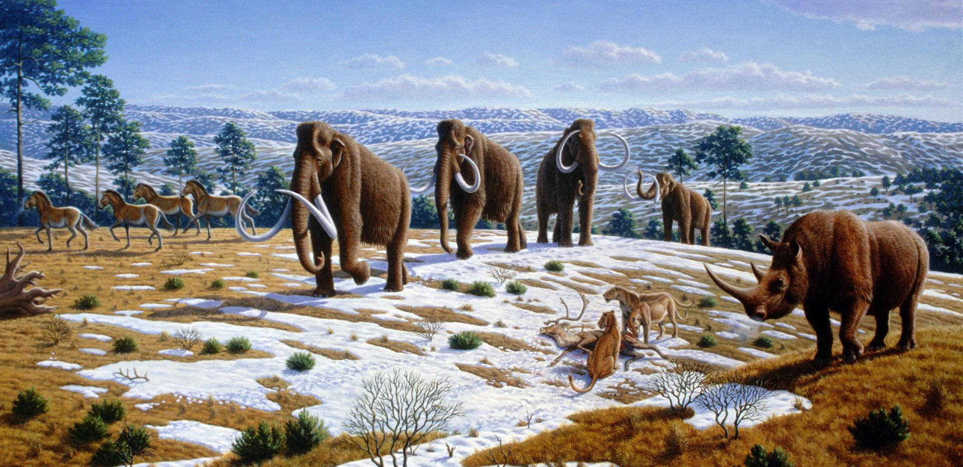 mammoth, woolly rhinos, ancient horses, Full HD Desktop Wallpaper