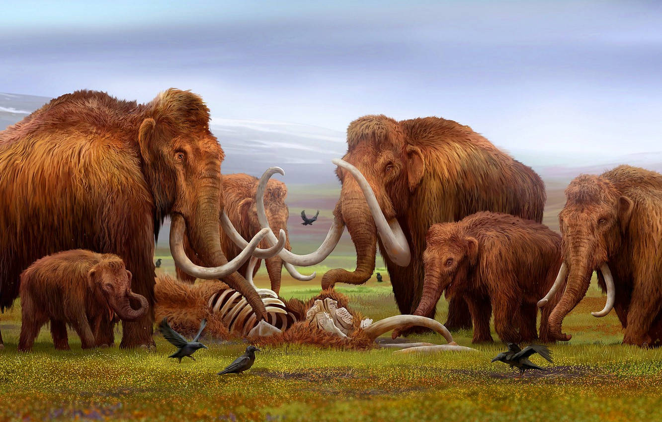 woolly mammoths, fallen mammoth carcass, grassy plain, HD Desktop Wallpaper