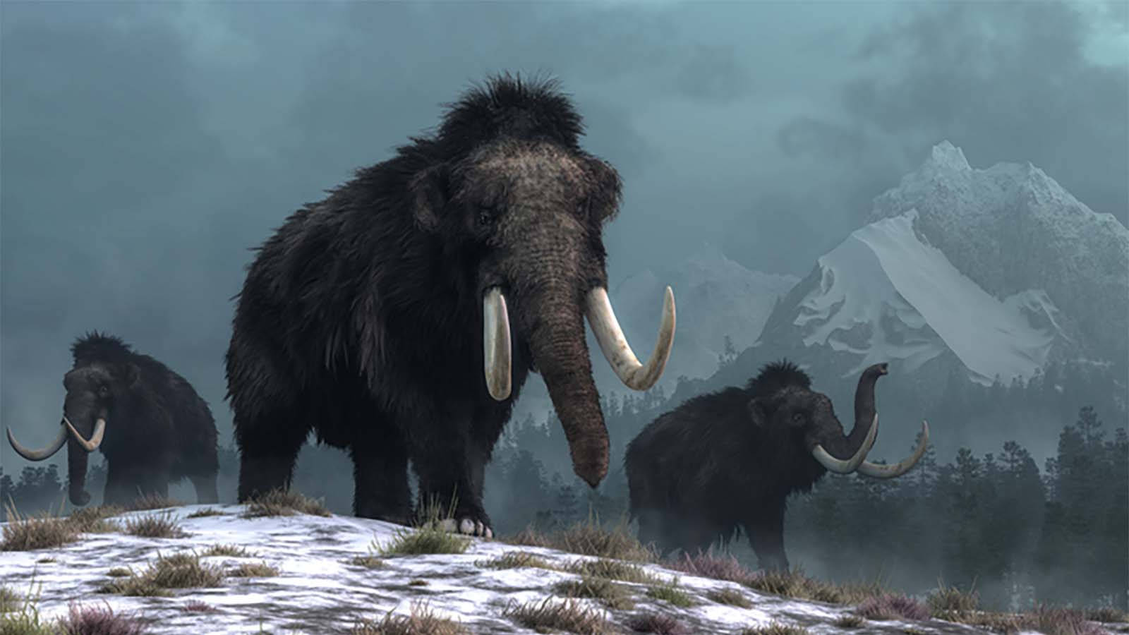woolly mammoths, snowy hillside, snow-capped mountains, HD Desktop Wallpaper