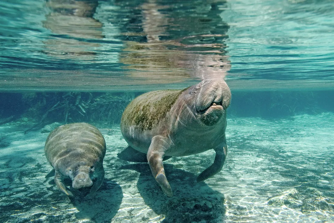 Manatee Wallpapers