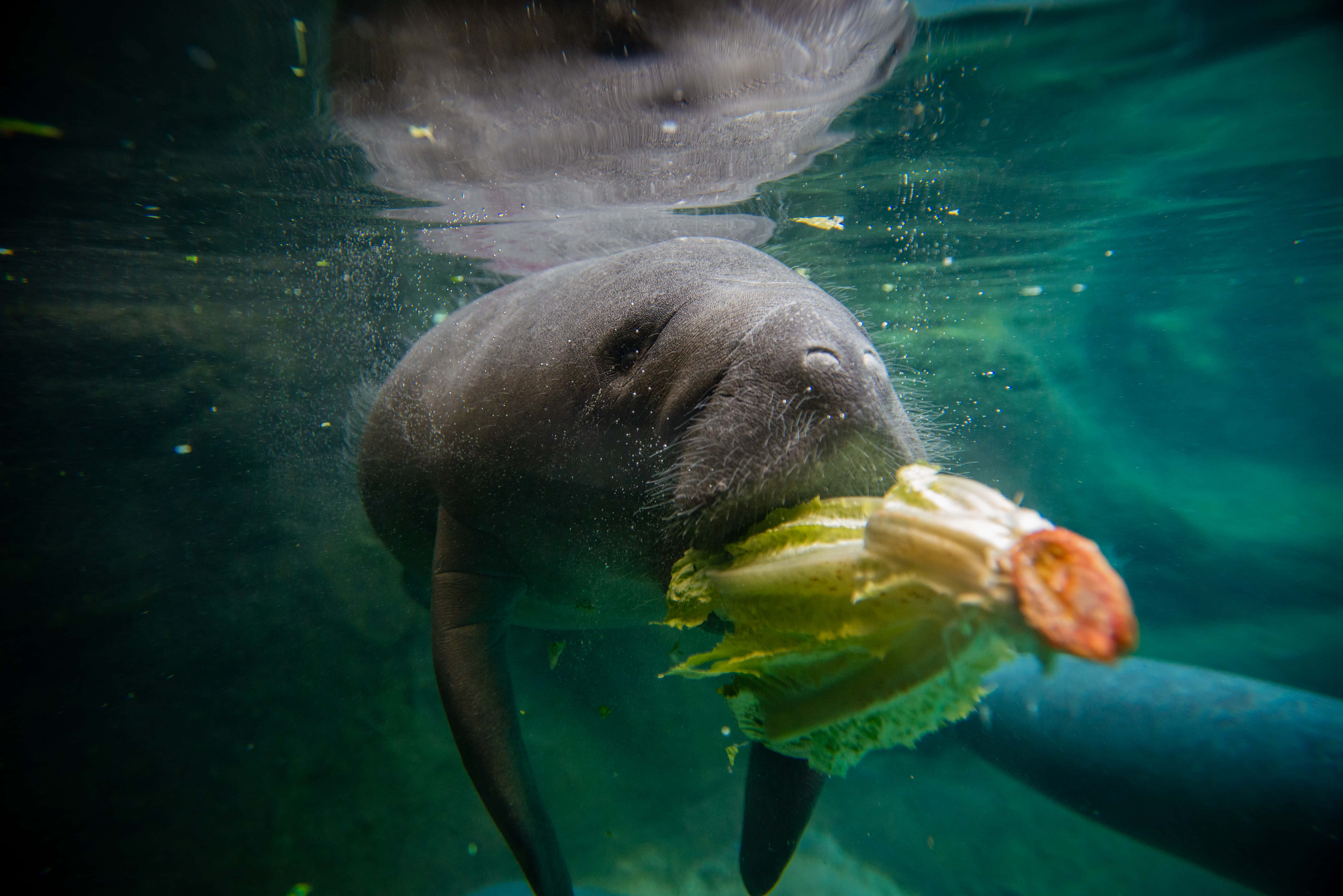 manatee, lettuce, underwater, 4K Desktop Wallpaper
