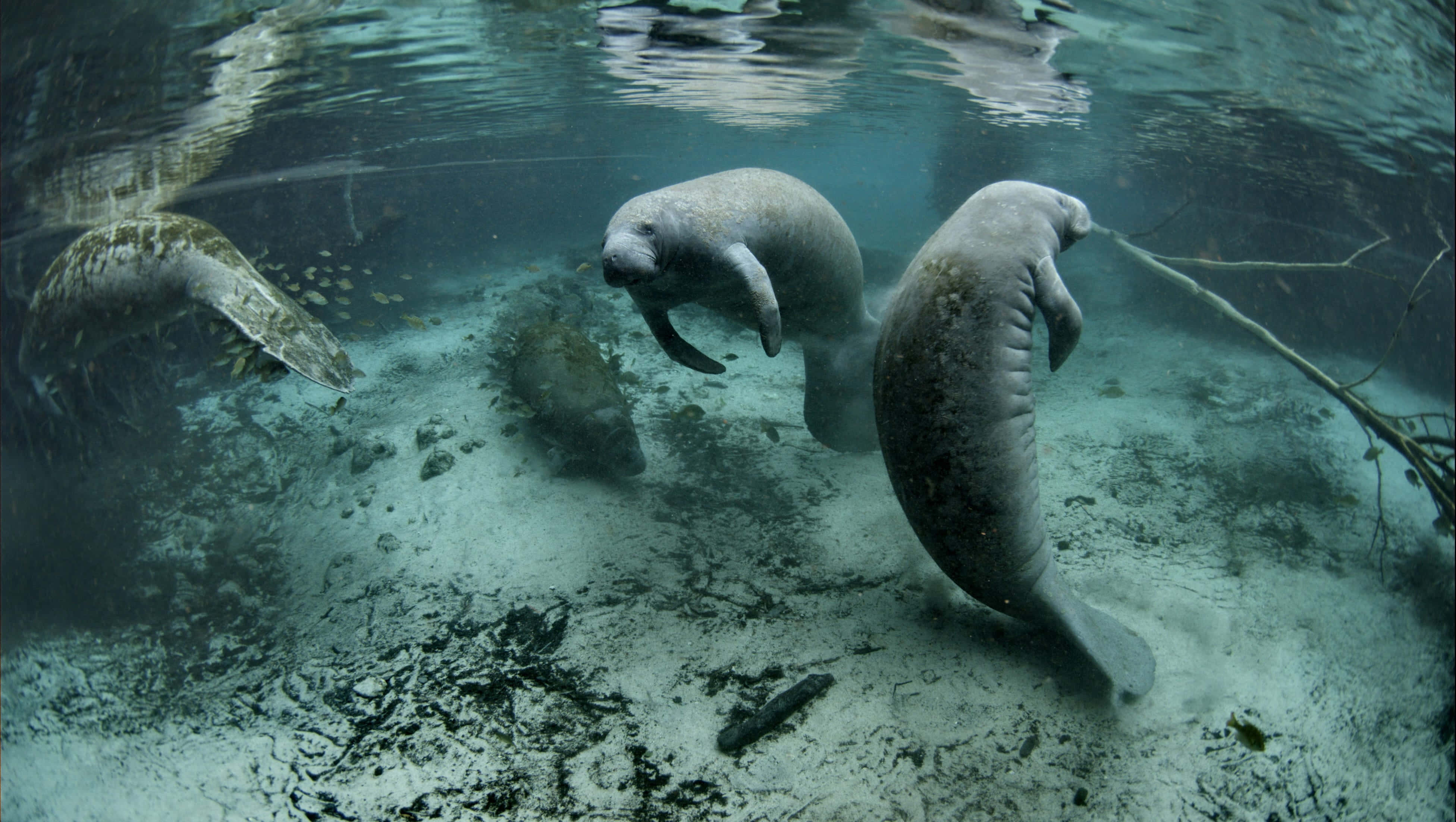 manatees, clear turquoise water, sandy bottom, 4K Desktop Wallpaper