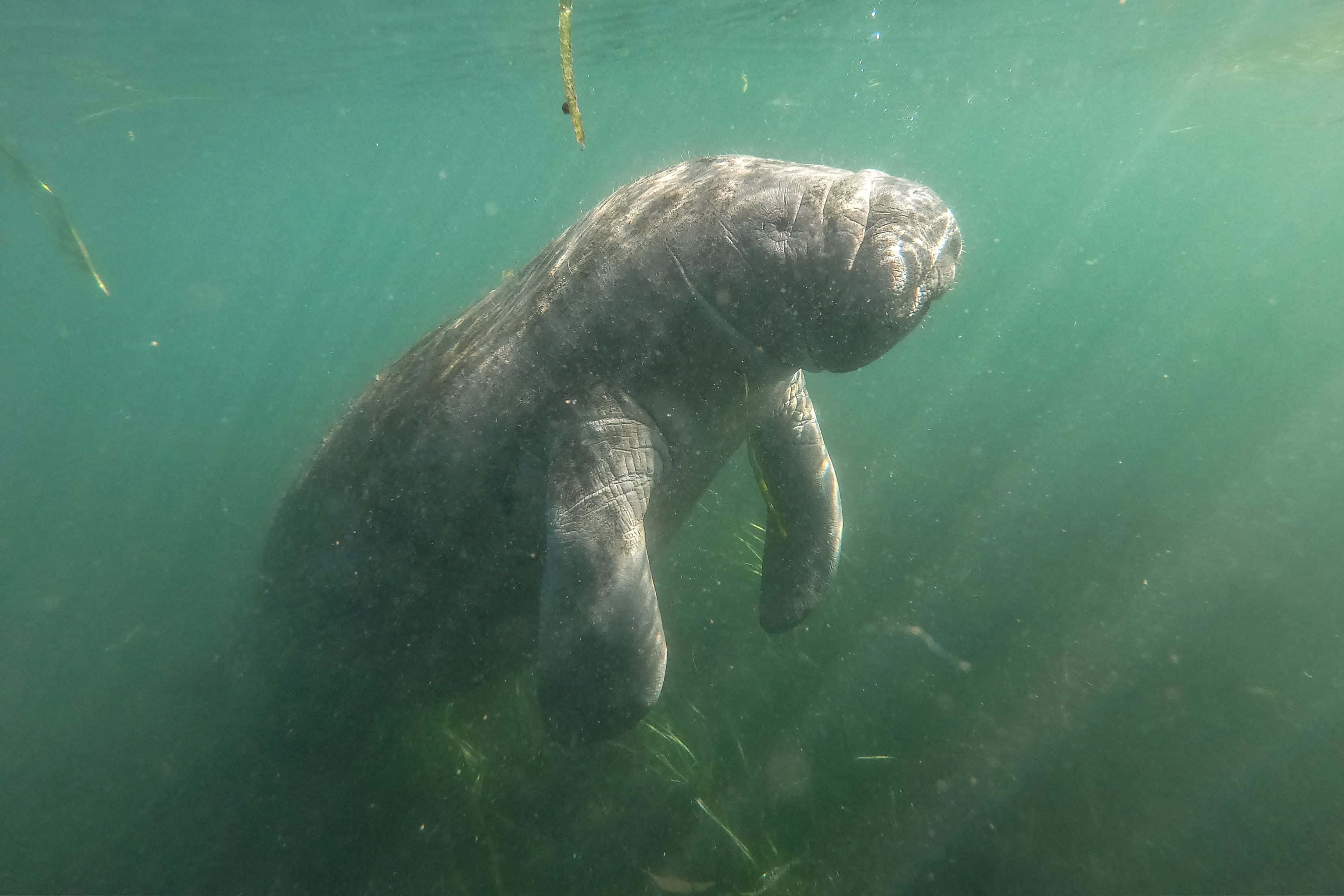 manatee, sunlit, greenish water, 2K Desktop Wallpaper