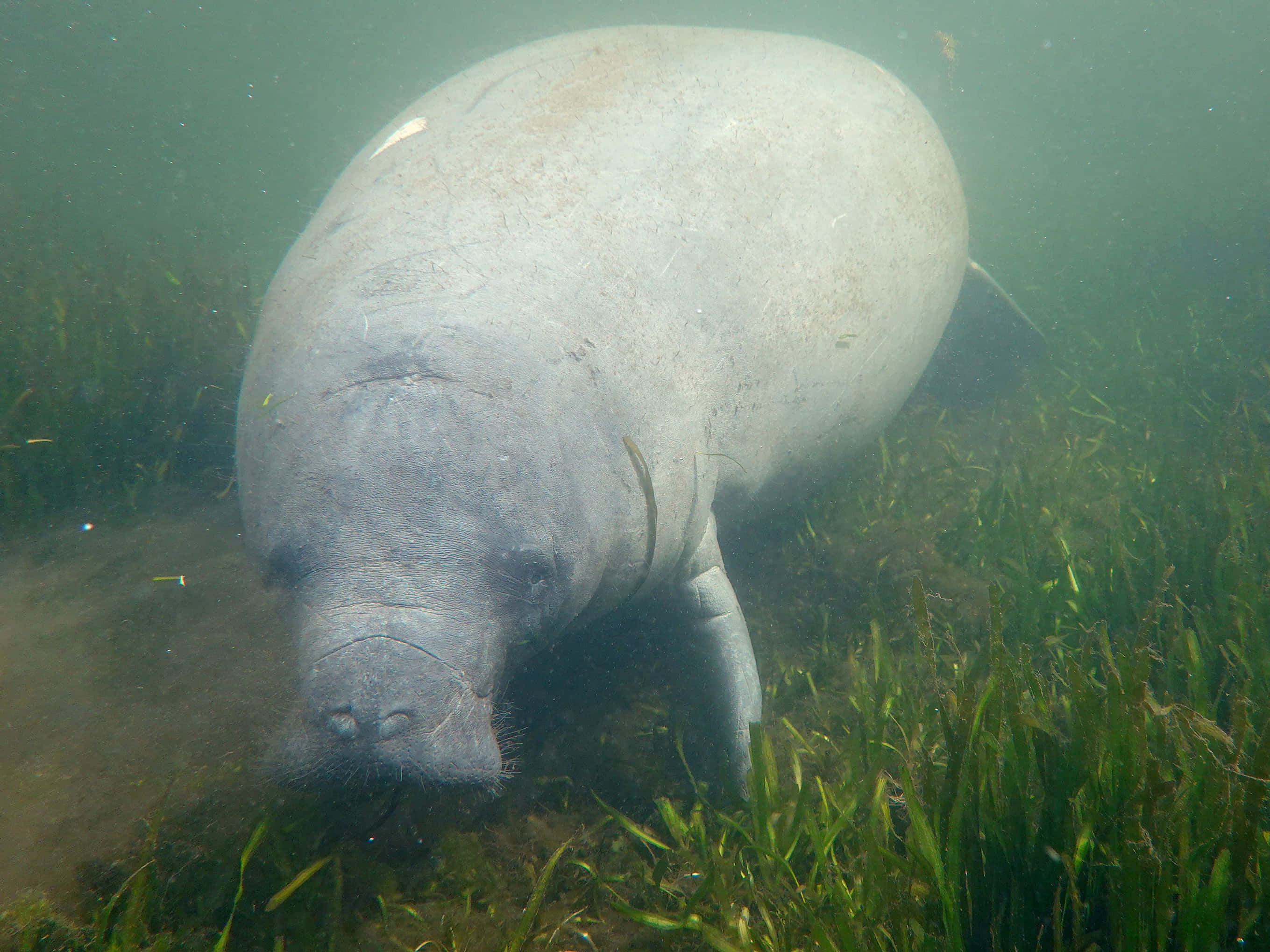 manatee, murky green waters, swaying sea grasses, 2K Desktop Wallpaper
