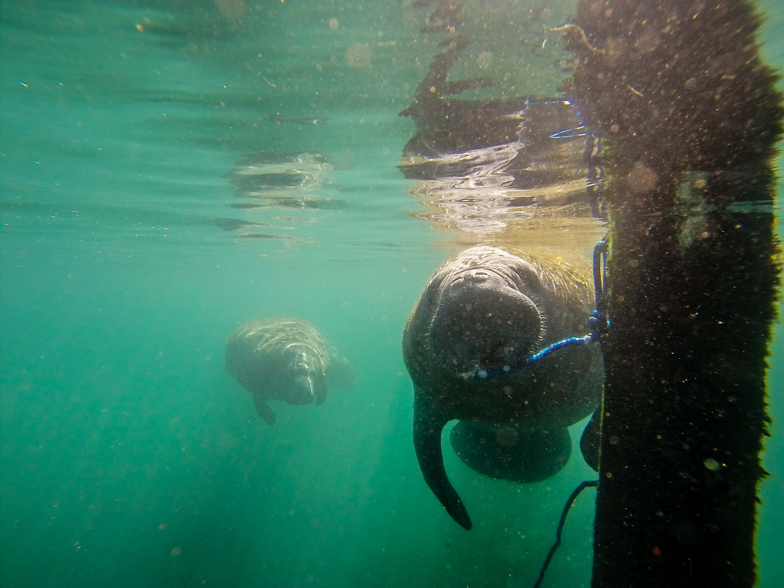 manatee, turquoise water, submerged pier post, 2K Desktop Wallpaper