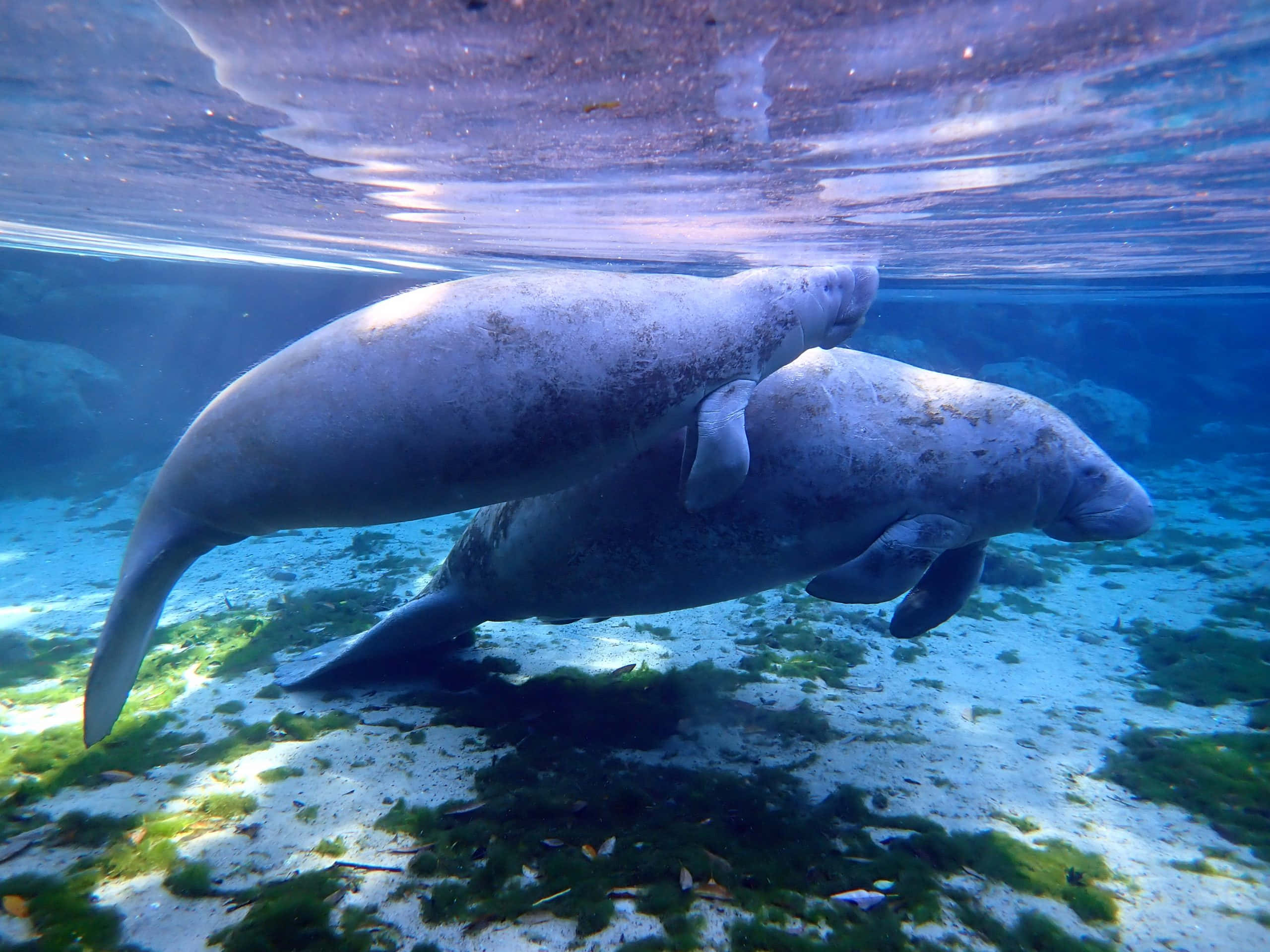 manatee, clear blue waters, sunlit seafloor, 2K Desktop Wallpaper
