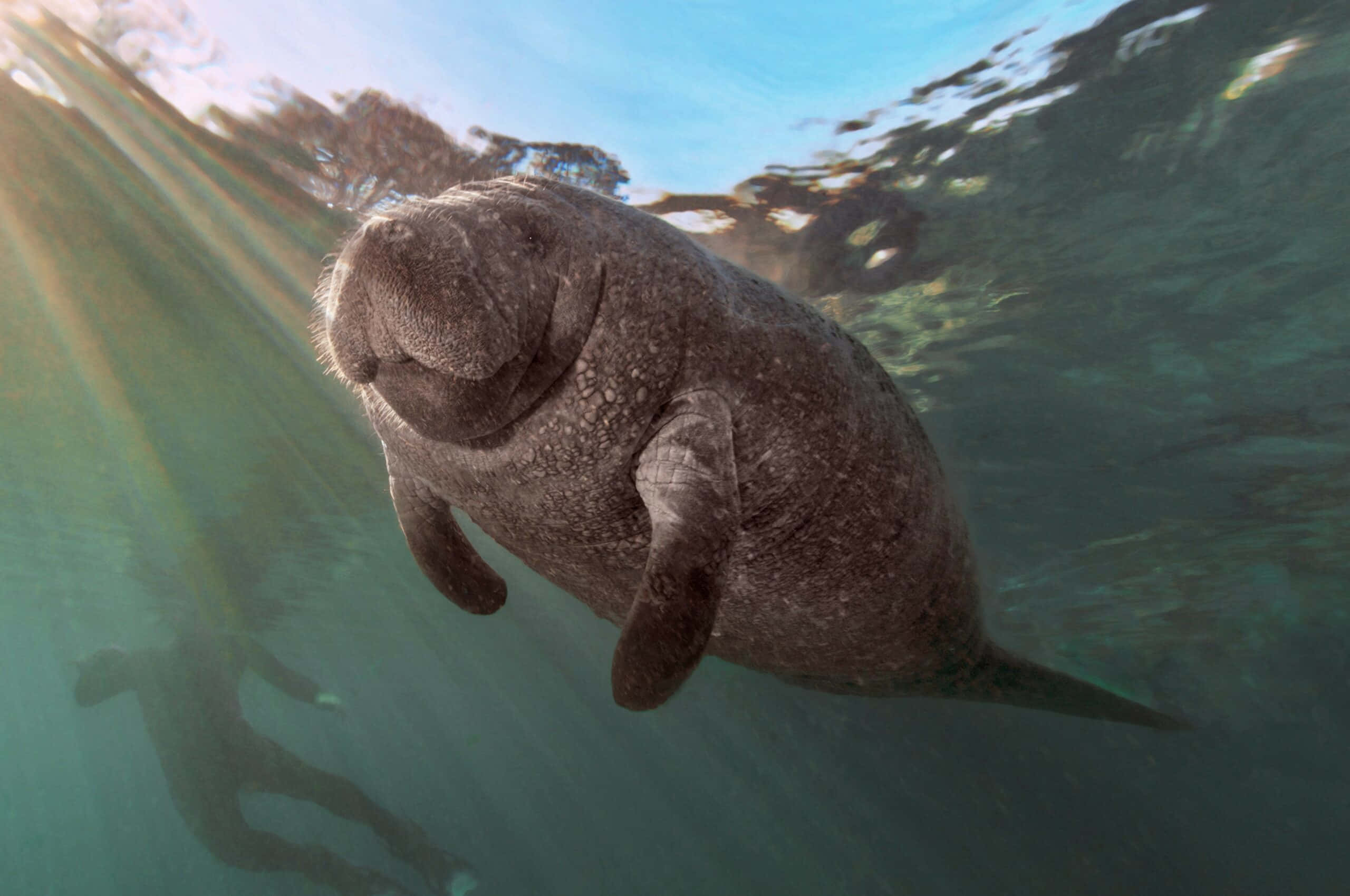 manatee, sunlight beams, underwater, 2K Desktop Wallpaper