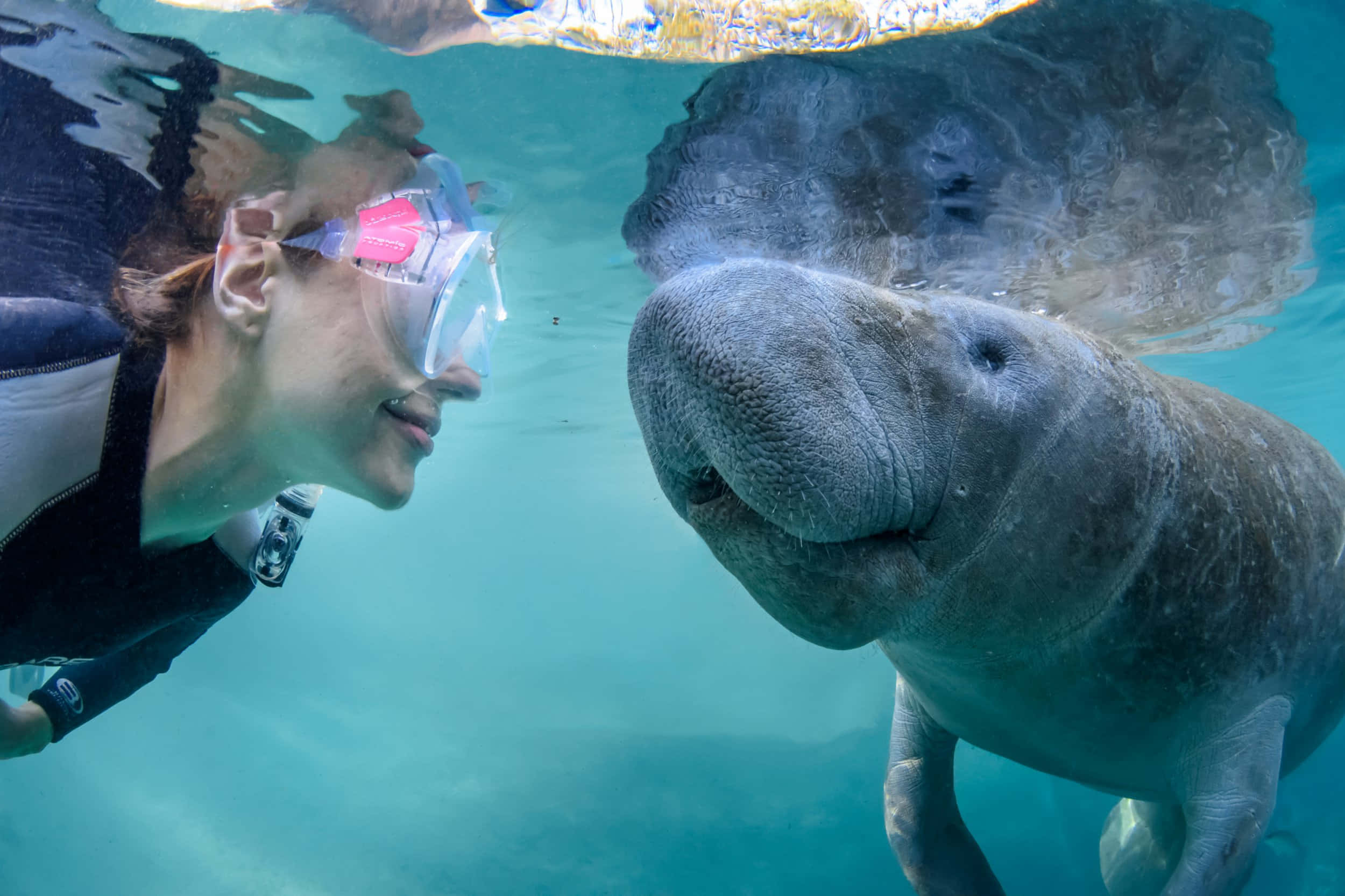 manatee, crystal clear waters, turquoise water, Full HD Desktop Wallpaper