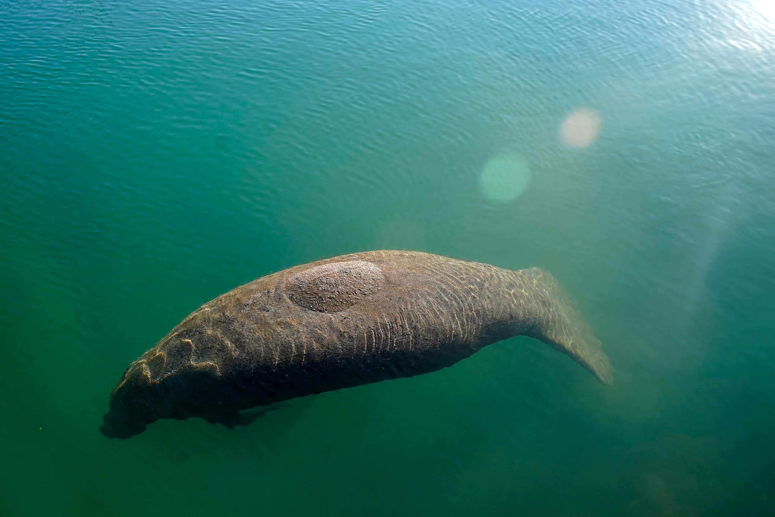 manatee, turquoise waters, sunlit, Full HD Desktop Wallpaper