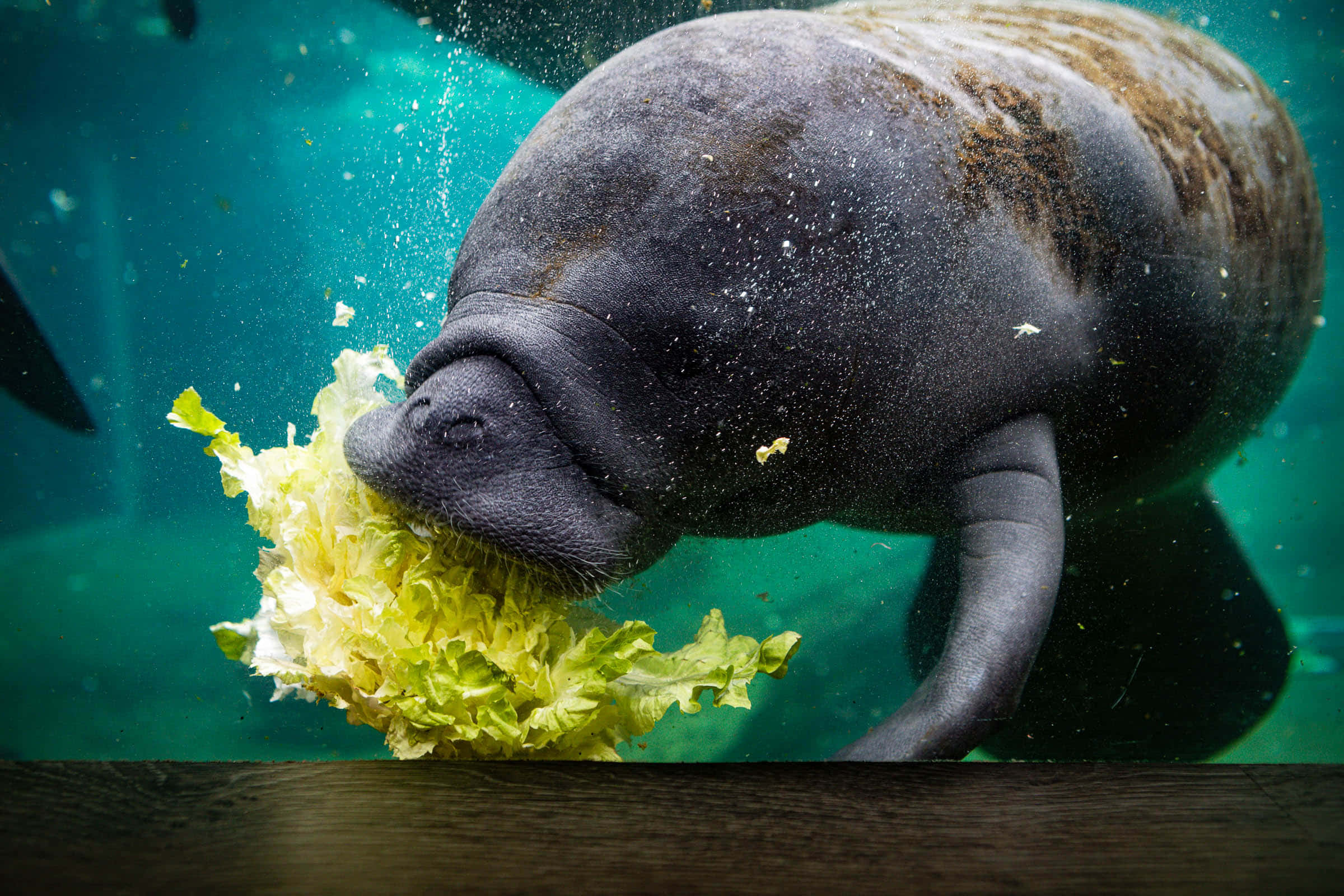 manatee, tropical waters, clear waters, Full HD Desktop Wallpaper
