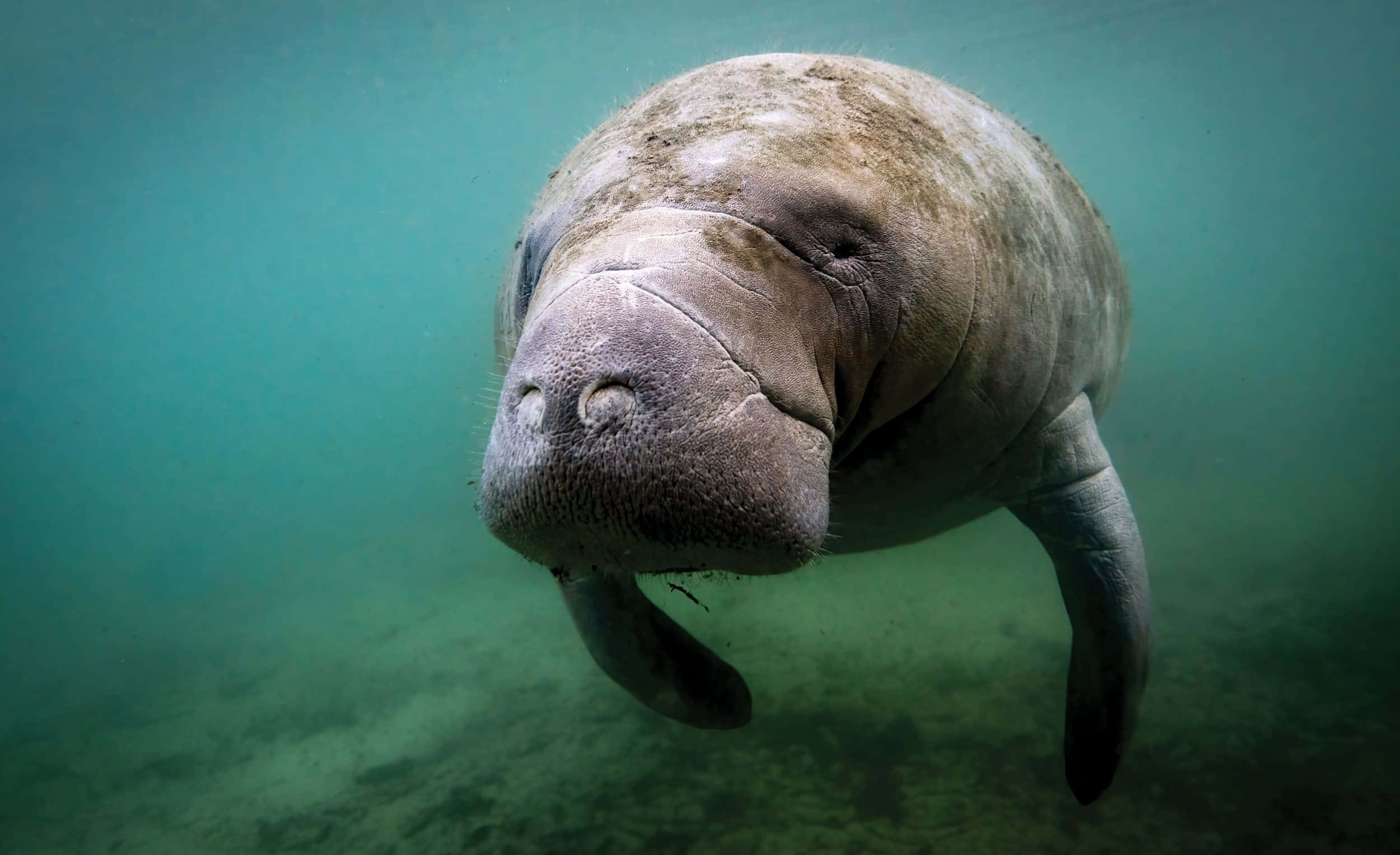 manatee, turquoise water, underwater shot, Full HD Desktop Wallpaper