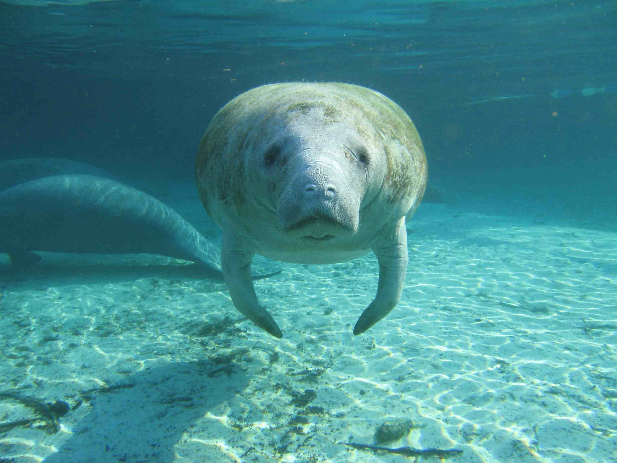 manatee, clear blue water, sunlit sandy ocean floor, Full HD Desktop Wallpaper