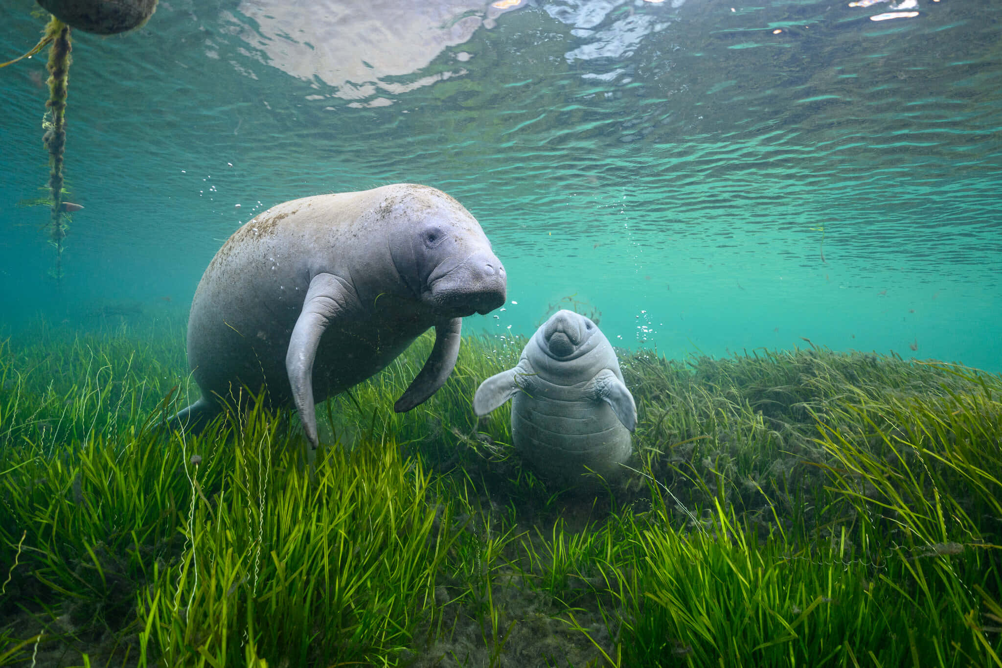 manatee, turquoise water, vibrant green seagrass, Full HD Desktop Wallpaper