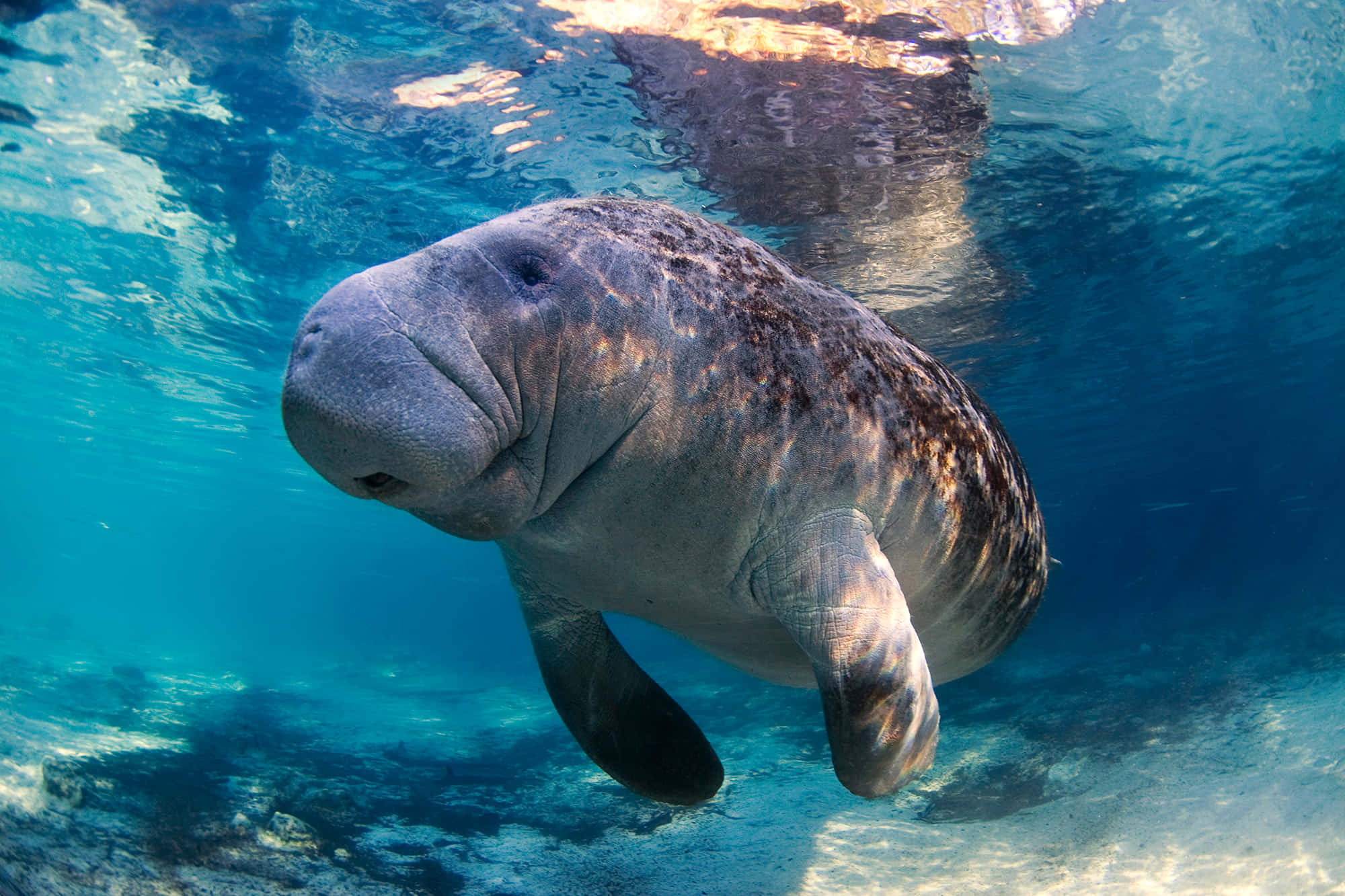 manatee, sunlight, clear blue water, Full HD Desktop Wallpaper
