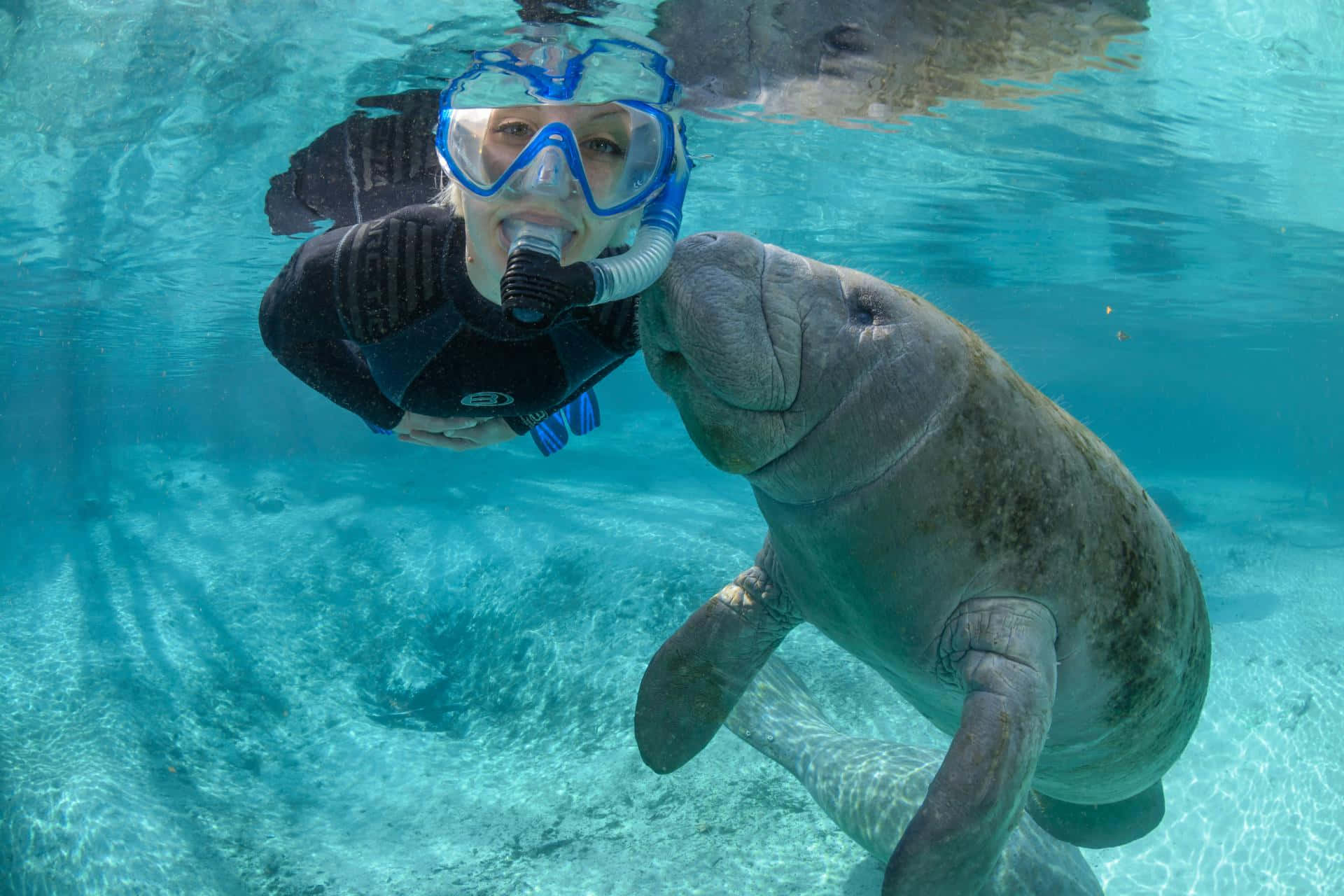 manatee, snorkeler, blue gear, Full HD Desktop Wallpaper