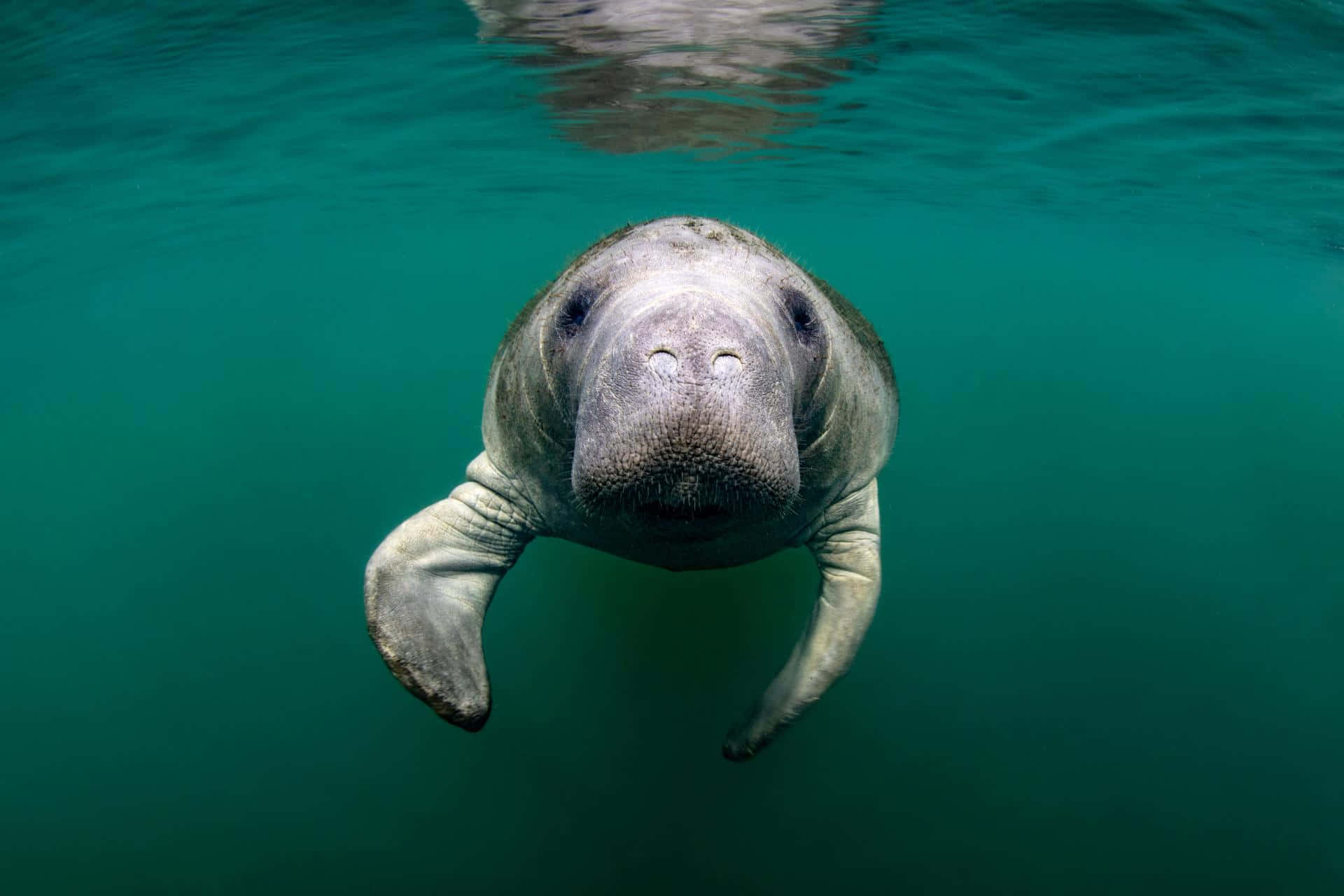 manatee, crystal clear water, turquoise water, Full HD Desktop Wallpaper