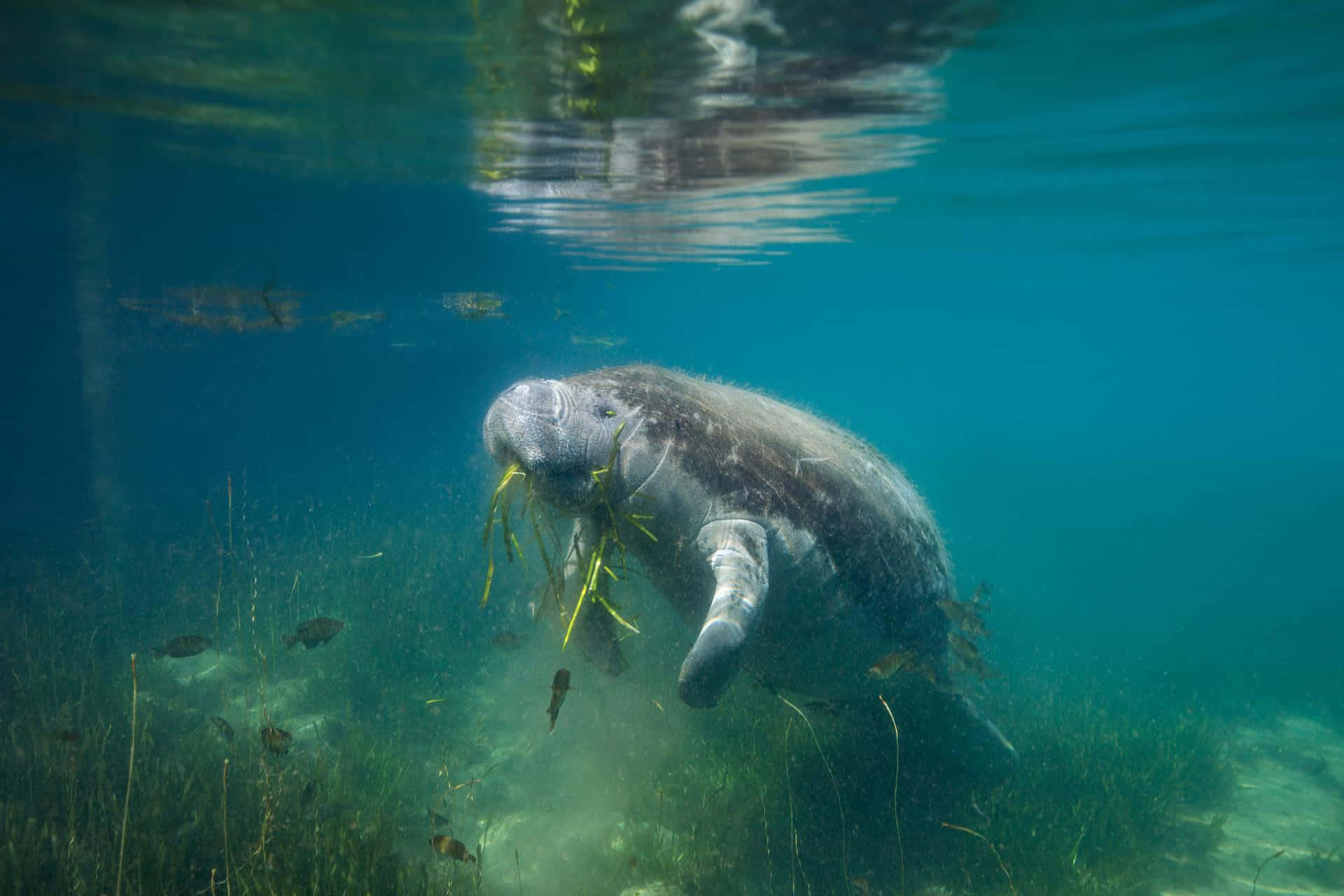 manatee, turquoise water, seagrass, Full HD Desktop Wallpaper