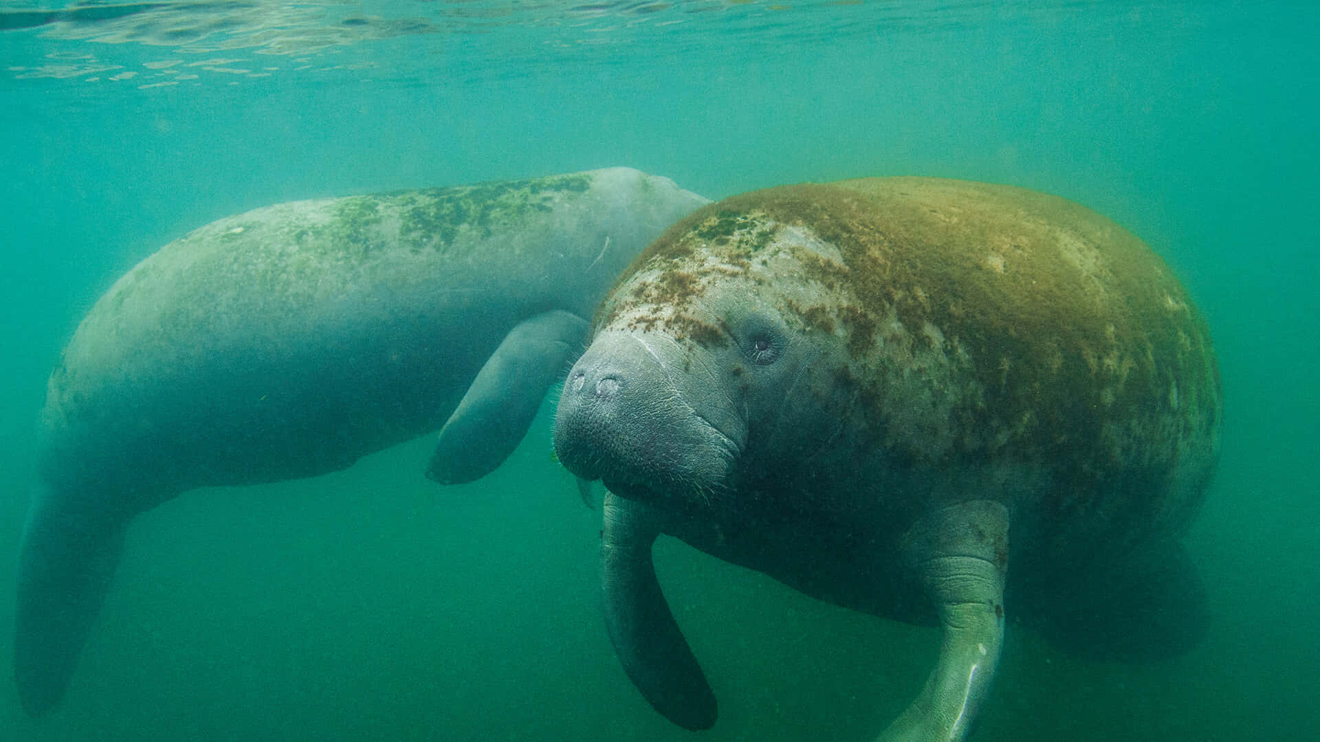 manatees, turquoise ocean water, gentle ripples, Full HD Desktop Wallpaper