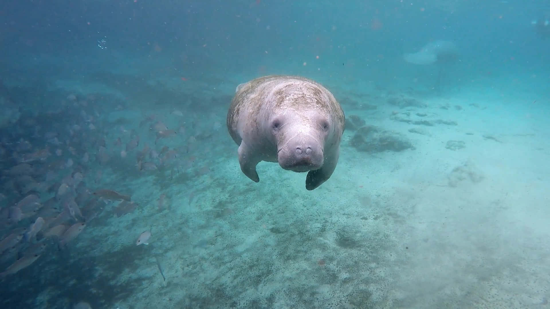 manatee, turquoise water, sandy ocean floor, Full HD Desktop Wallpaper