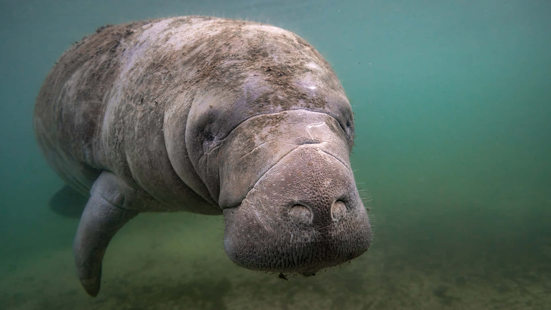 manatee, underwater, textured gray skin, Full HD Desktop Wallpaper