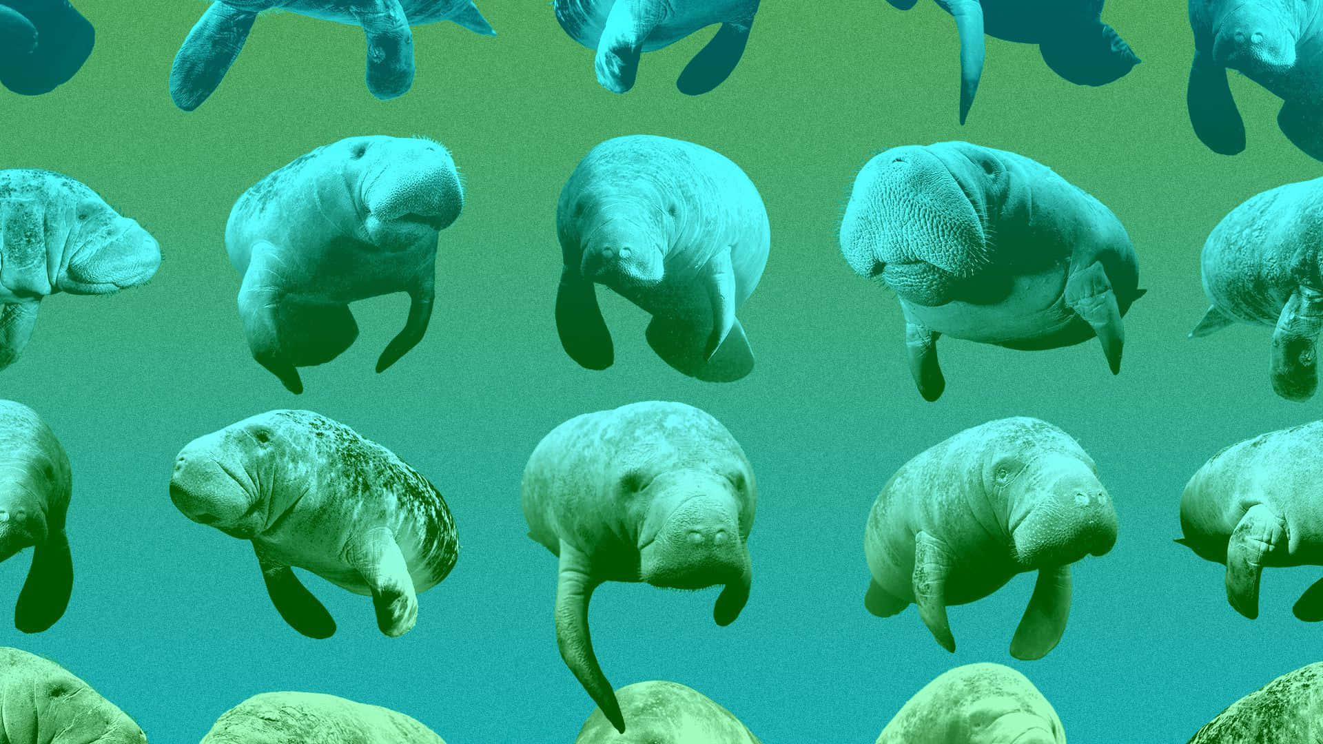 Manatee, teal green, underwater scene, Full HD Desktop Wallpaper