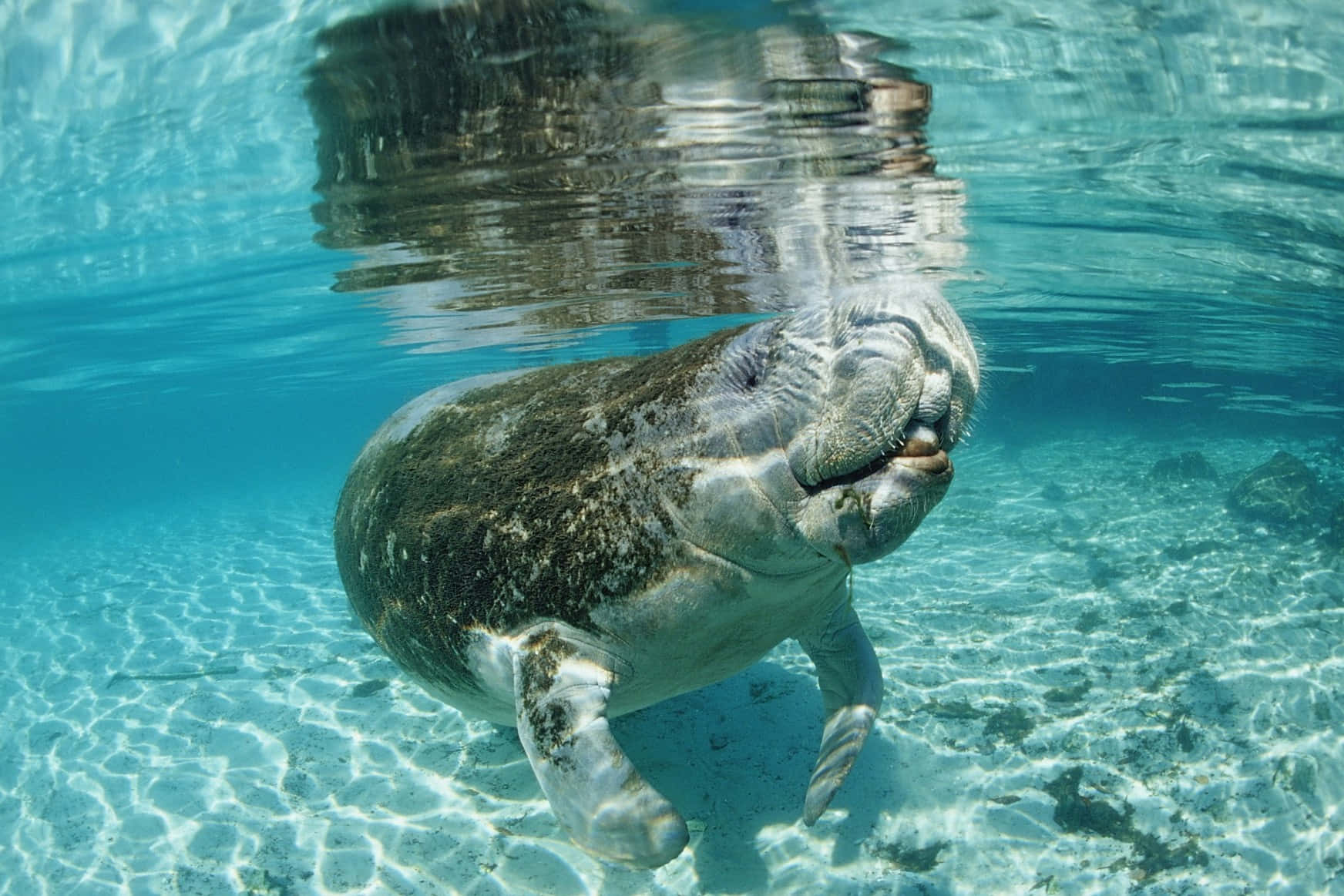 manatee, turquoise water, sunlight, HD Desktop Wallpaper