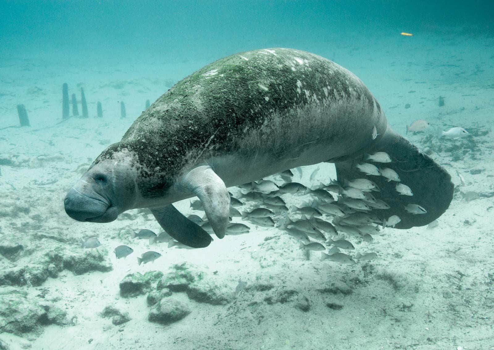 manatee, turquoise water, silver fish, HD Desktop Wallpaper