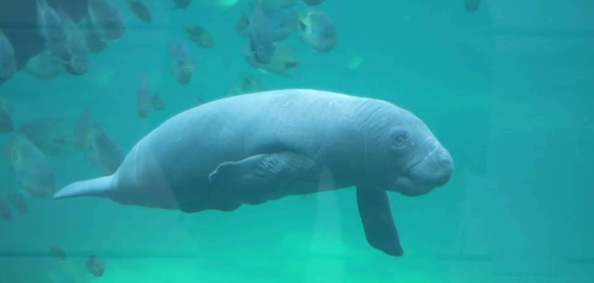manatee, turquoise water, small fish, Full HD Desktop Wallpaper