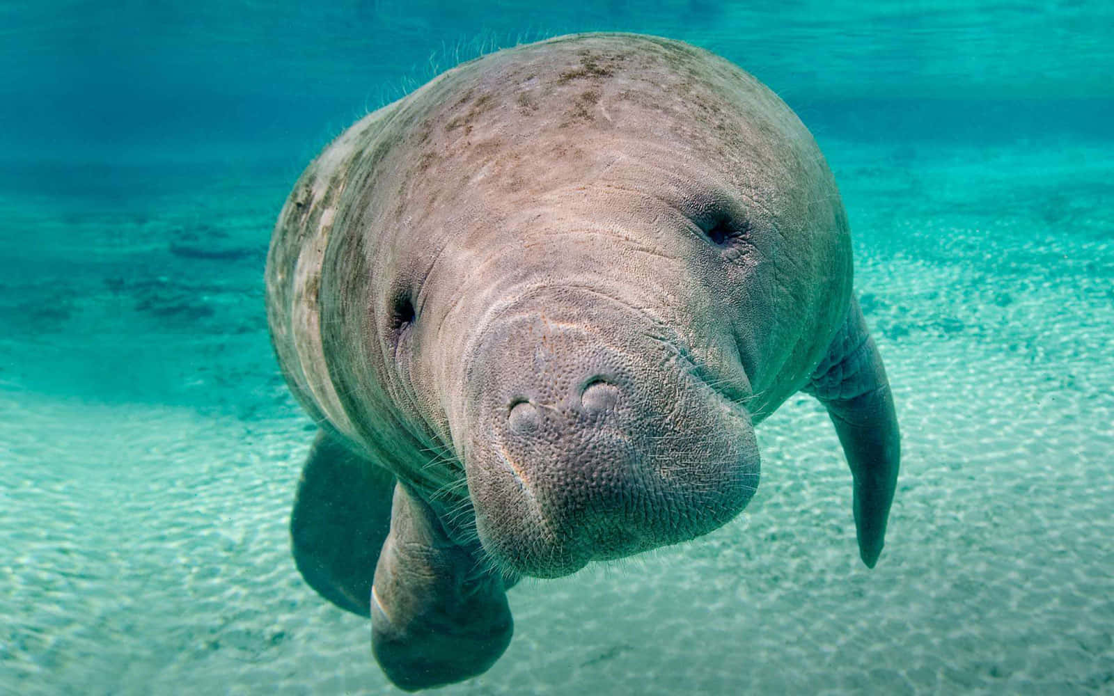 manatee, crystal clear water, turquoise water, HD Desktop Wallpaper