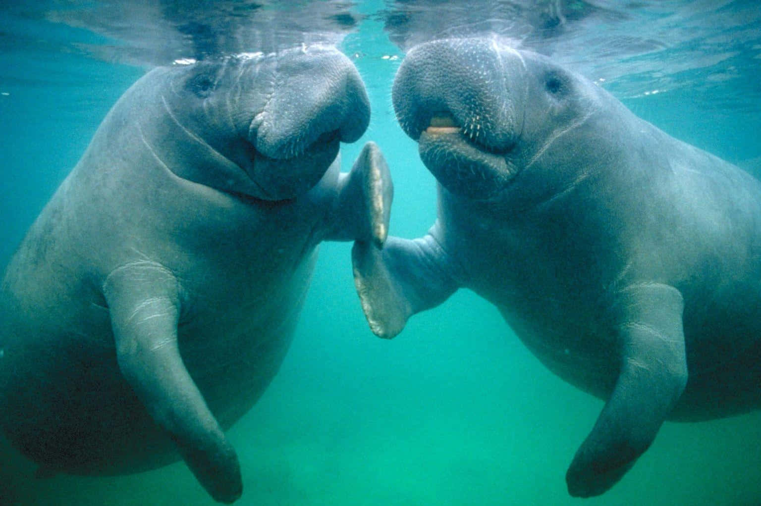 manatee, clear turquoise ocean water, underwater, HD Desktop Wallpaper