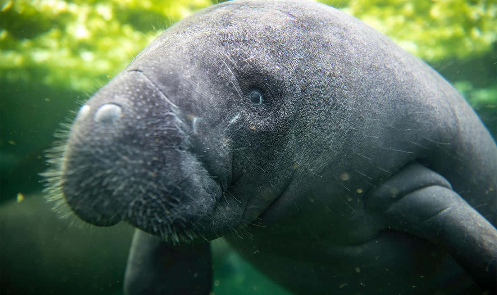 manatee, clear water, underwater shot, HD Desktop Wallpaper