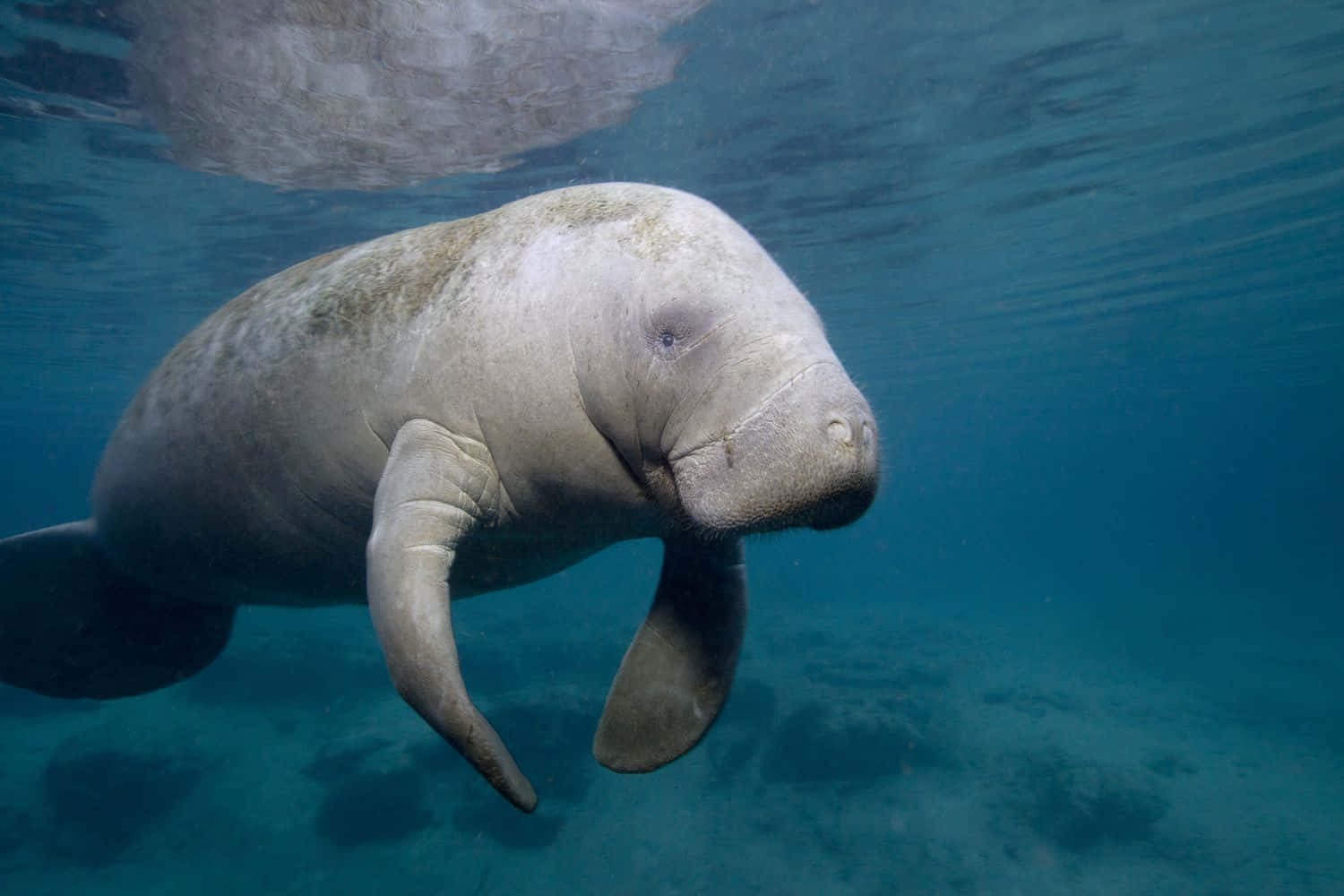 manatee, underwater, clear blue water, HD Desktop Wallpaper