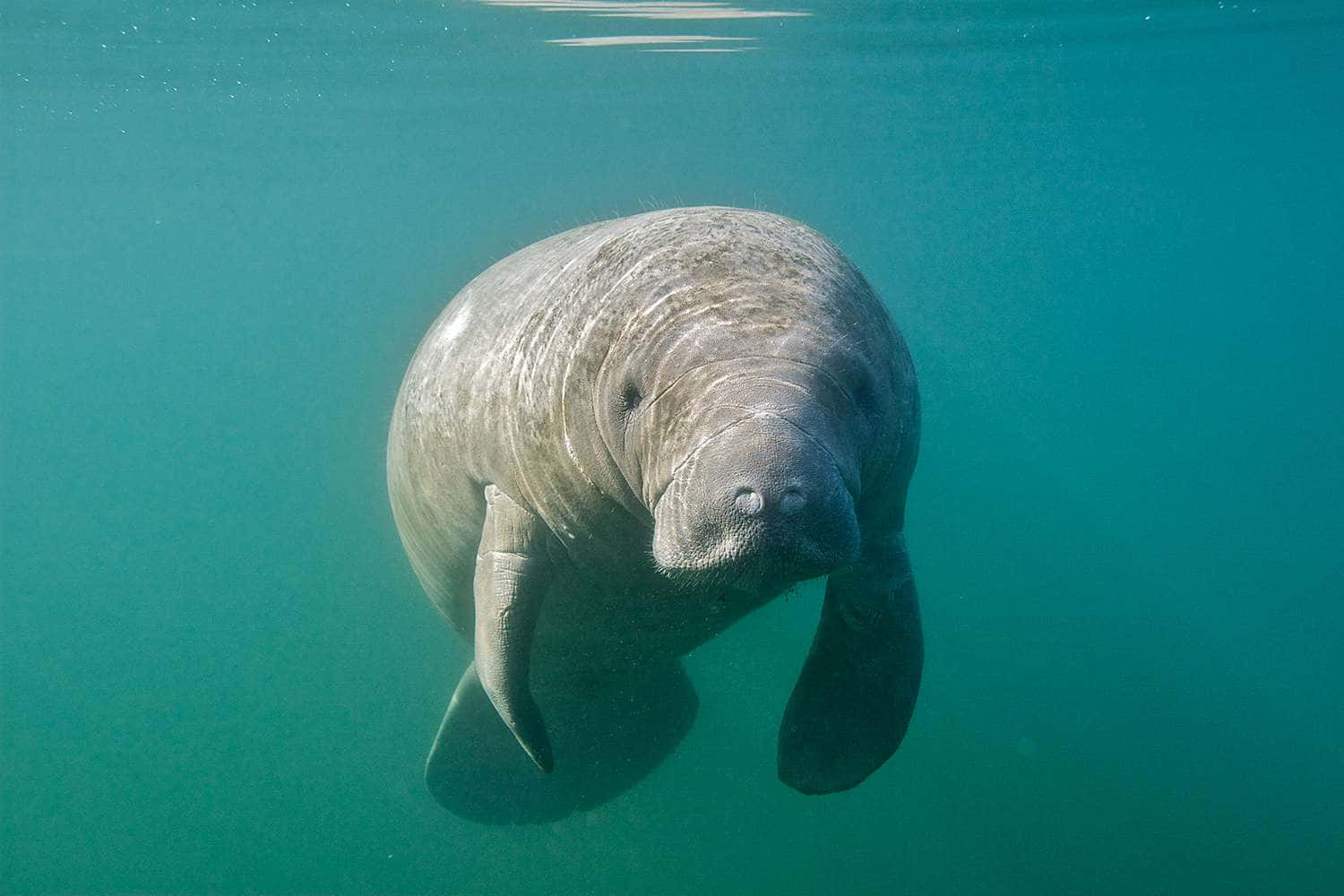Manatee, turquoise water, sunlight filtering, HD Desktop Wallpaper